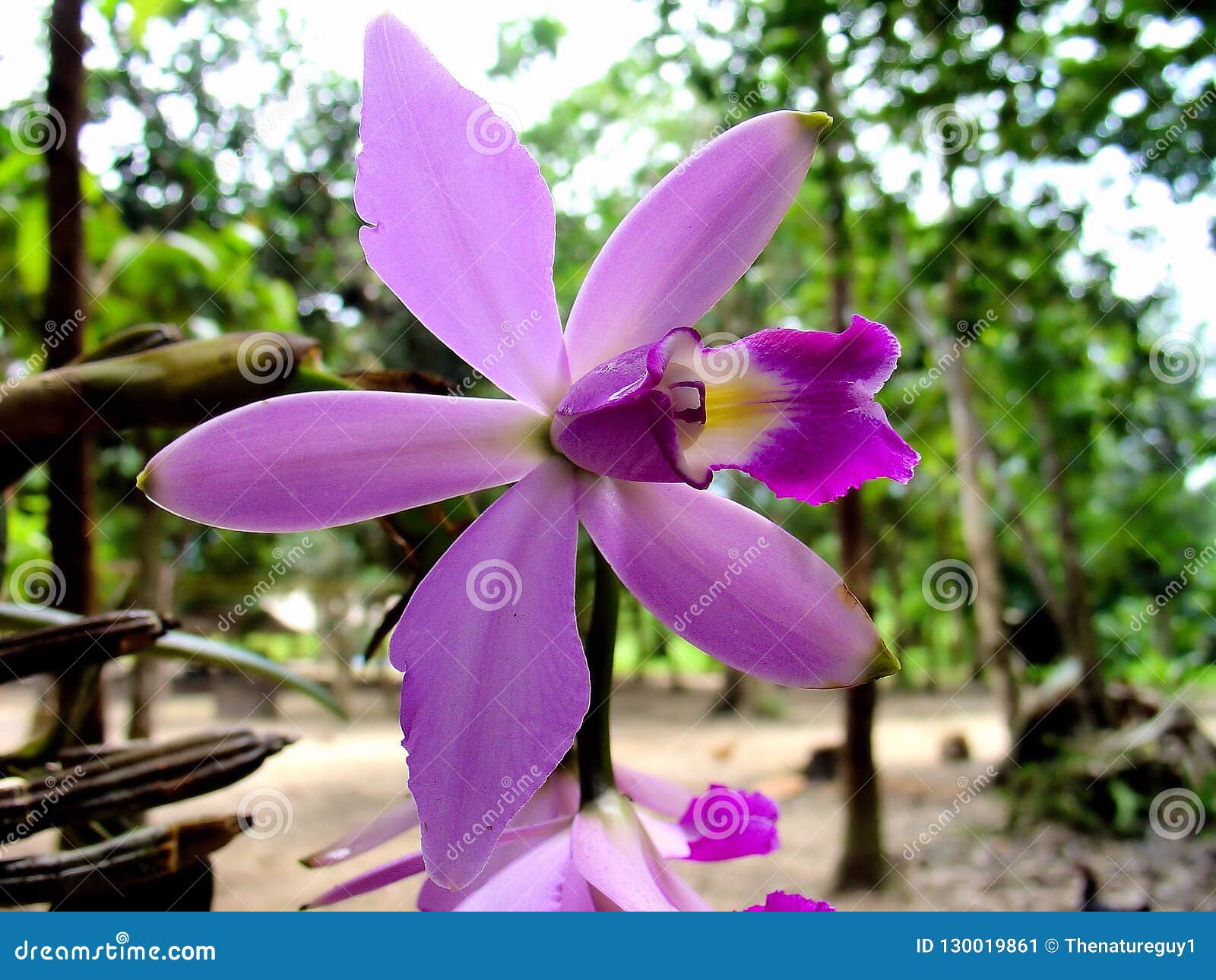 Violacea Roxo De Cattleya Da Orquídea Das Amazonas Selvagens Na Floresta  Tropical Imagem de Stock - Imagem de decorativo, isolado: 130019861
