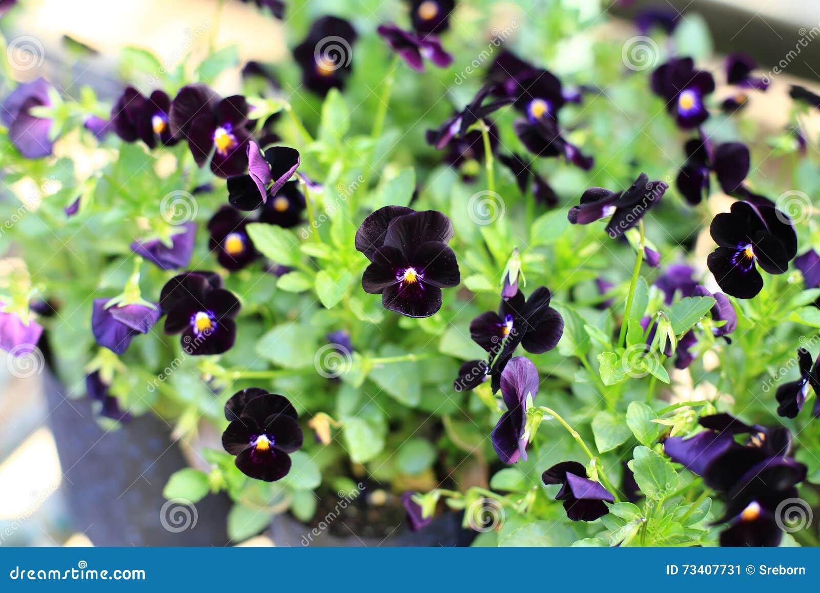 Violas Flowers in the Garden Stock Image Image of time, petal 73407731