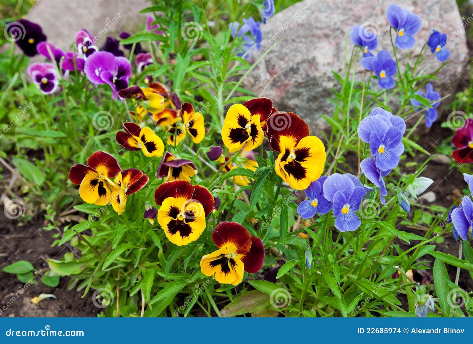 Violas or Pansies stock photo. Image of springtime, green 22685974