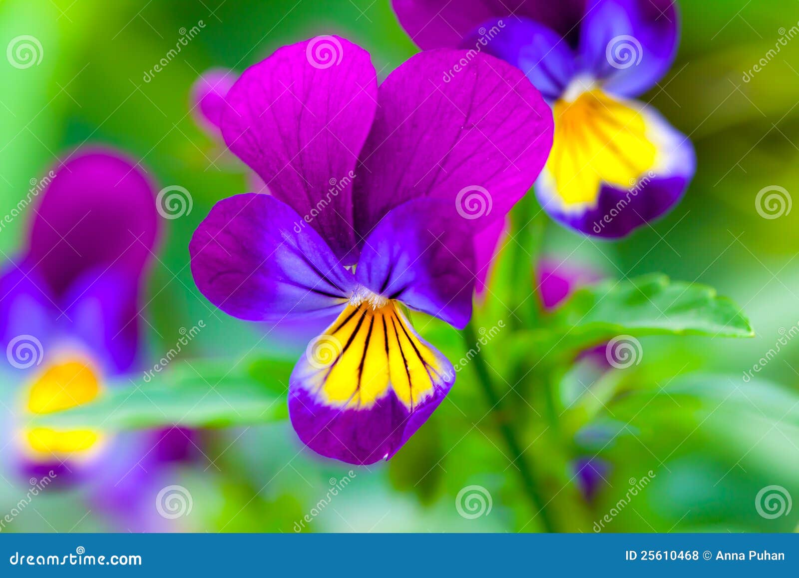 Violas or Pansies stock photo. Image of springtime, april 25610468