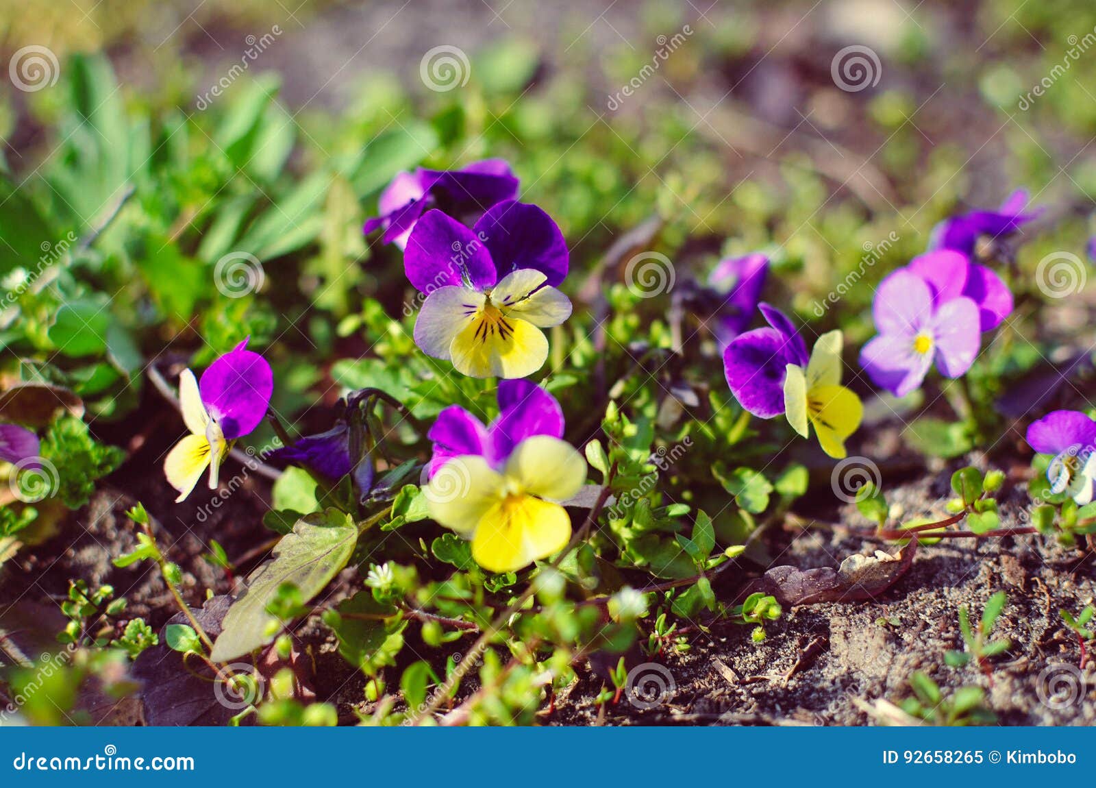 Violas or Pansies Closeup in a Garden Stock Image Image of nature