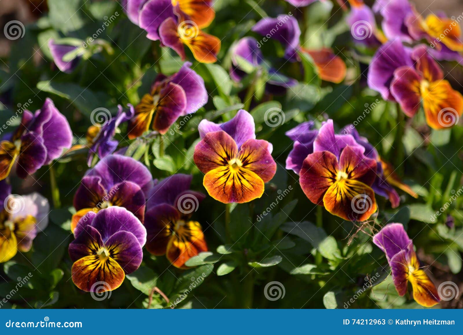 Violas stock image. Image of orange, pretty, beautiful 74212963