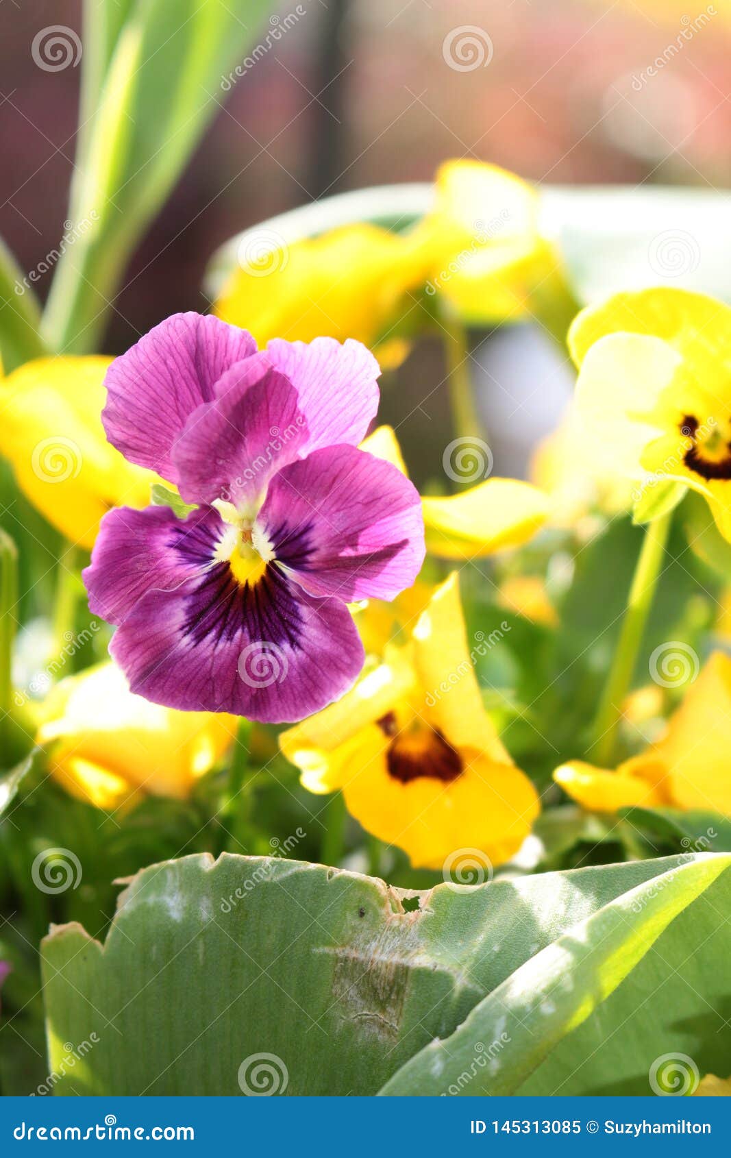 Violas Purple and Yellow Close Up in a Garden Border Stock Image ...