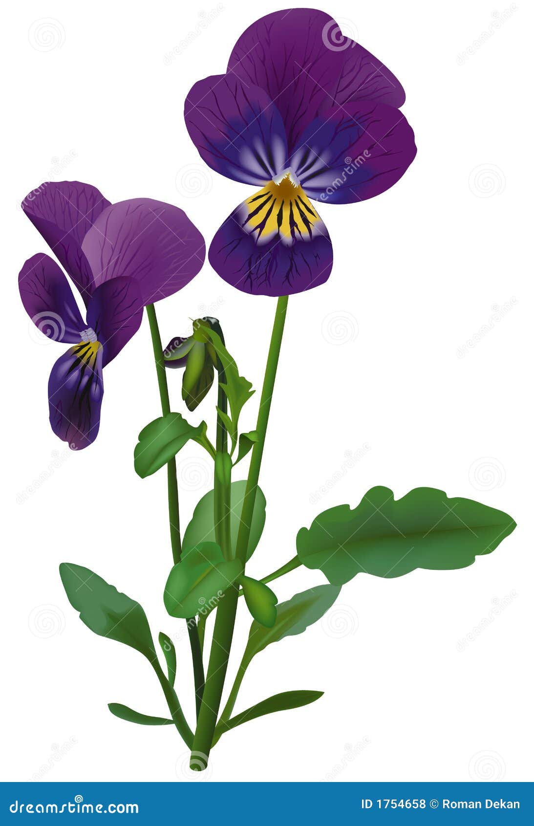 Violet stock vector. Illustration of plant, bloom, flowering - 1754658