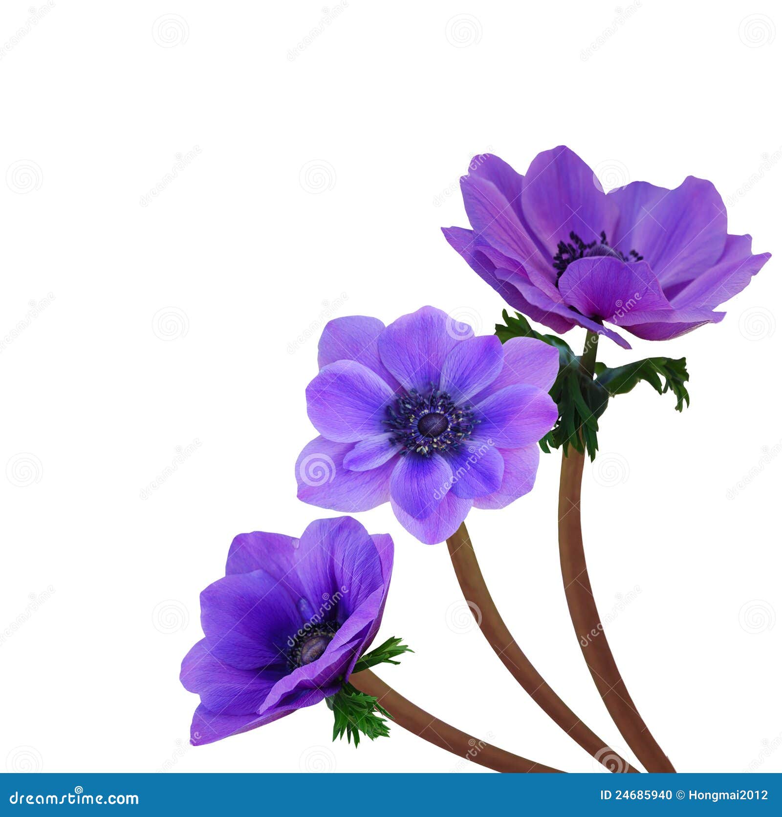 Violet anemone flower stock photo. Image of petal, green - 24685940