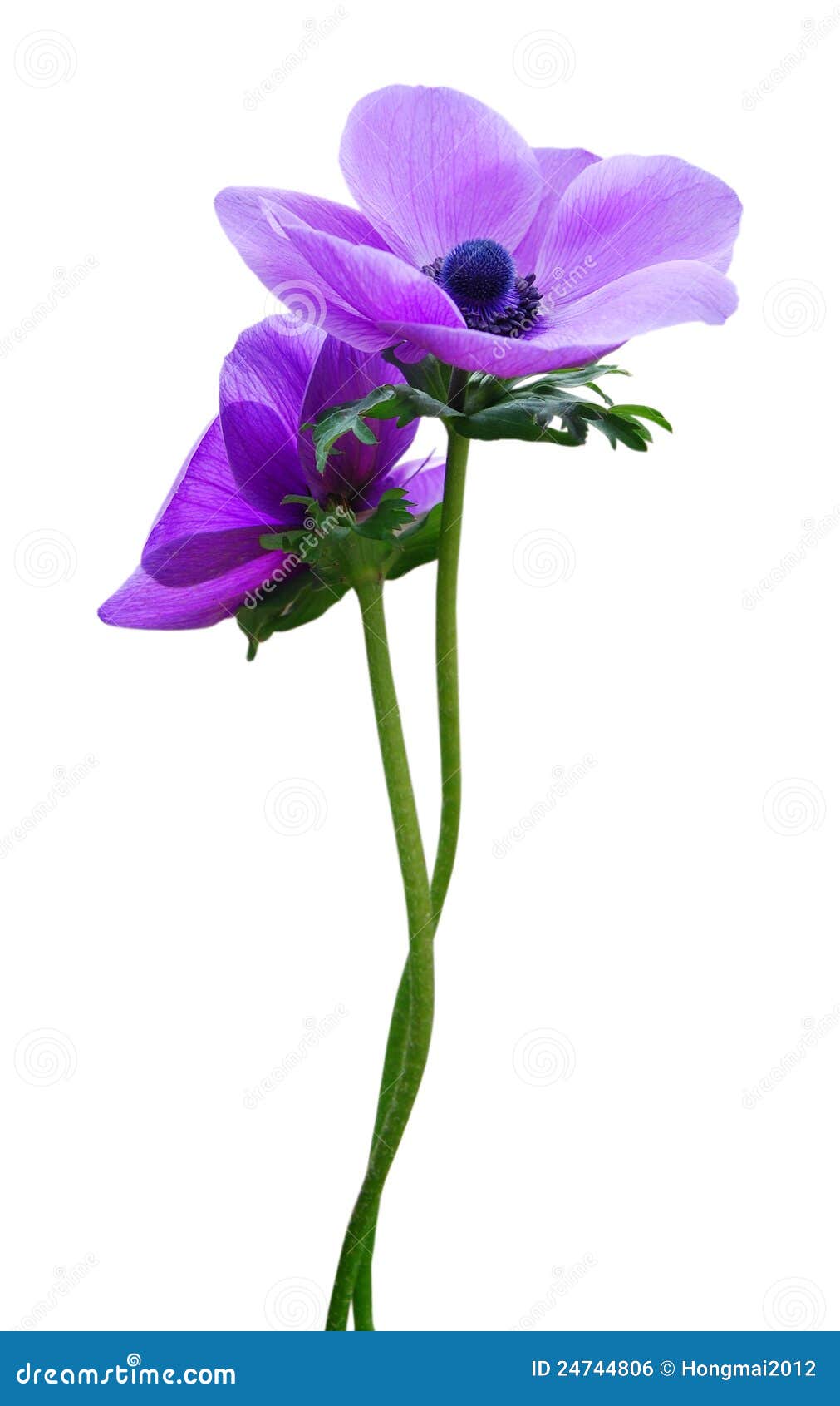 Violet anemone flower stock photo. Image of fresh, floral - 24744806