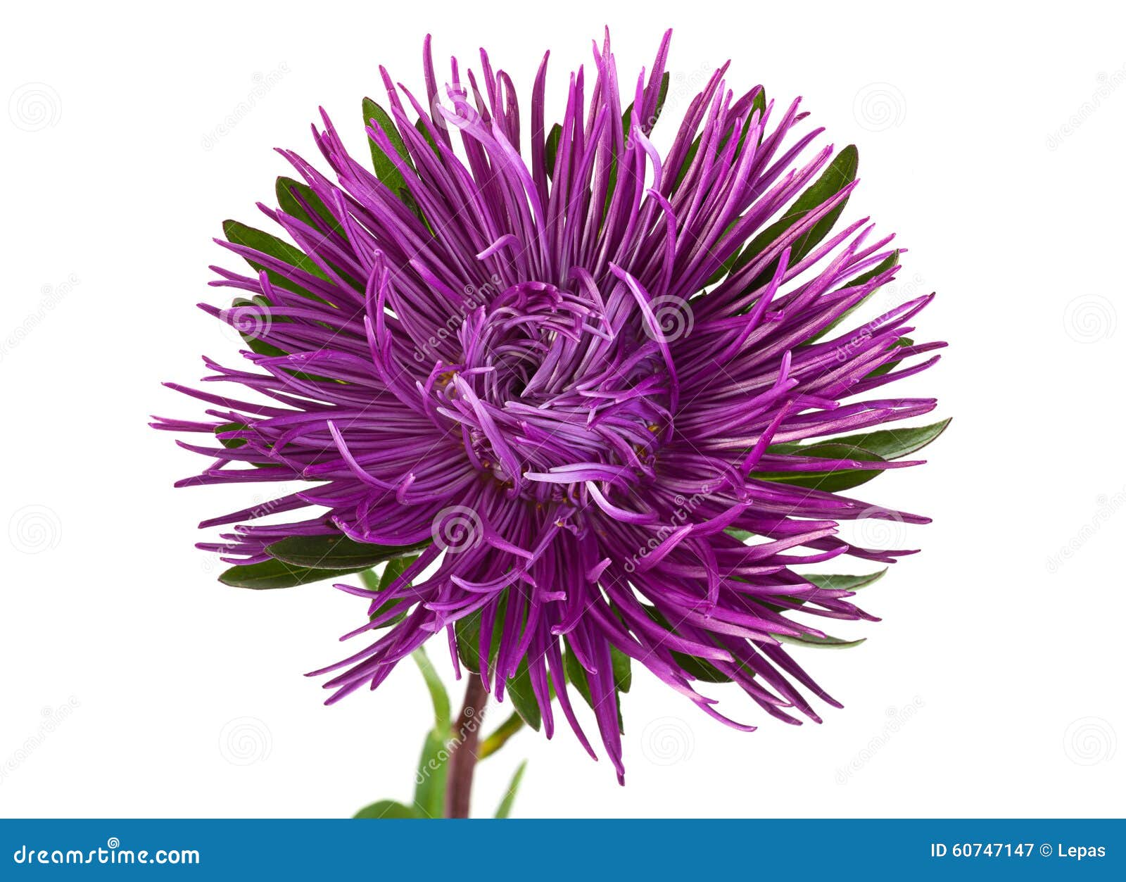 Violet Aster Flower Closeup Stock Image Image of plant, violet 60747147