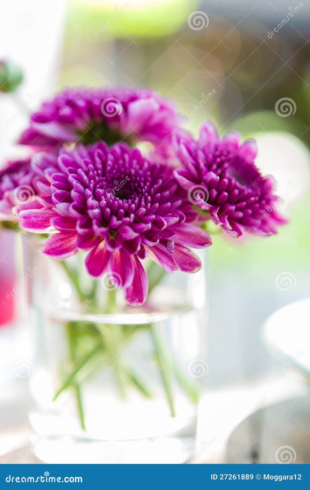 Violet Aster Flower in Glass Stock Image Image of black, green 27261889