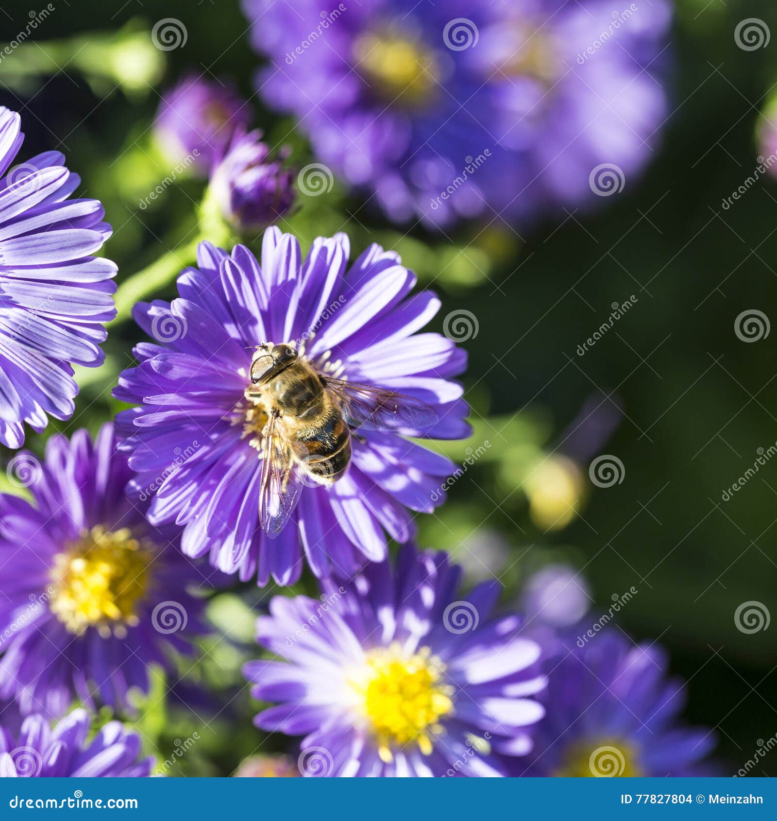 Violet Autumn Aster with Bee Stock Photo Image of blooming, noun