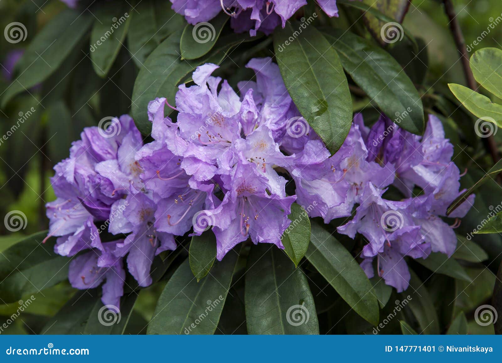 Violet Azalea. Rhododendron Bush in Garden. Beautiful Flowers Stock Image -  Image of beautiful, green: 147771401