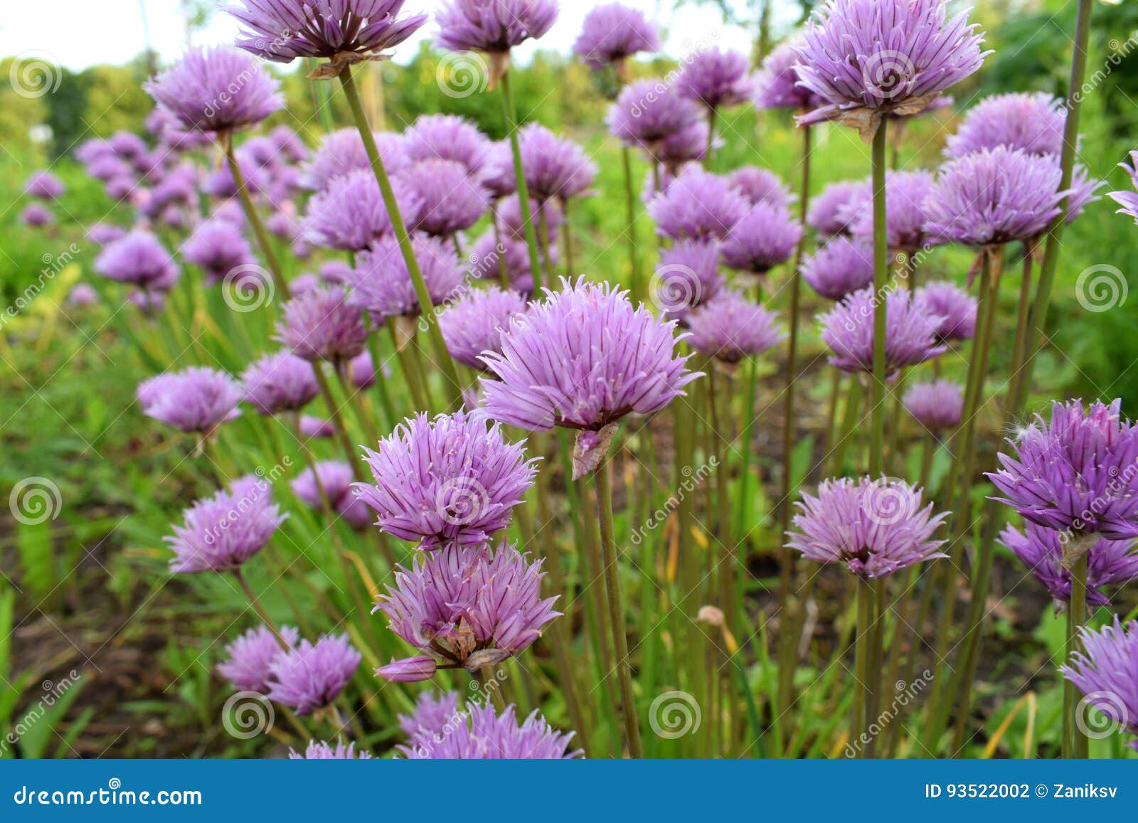 Violet Blooming Onion in a Garden Stock Photo Image of plant, kiev
