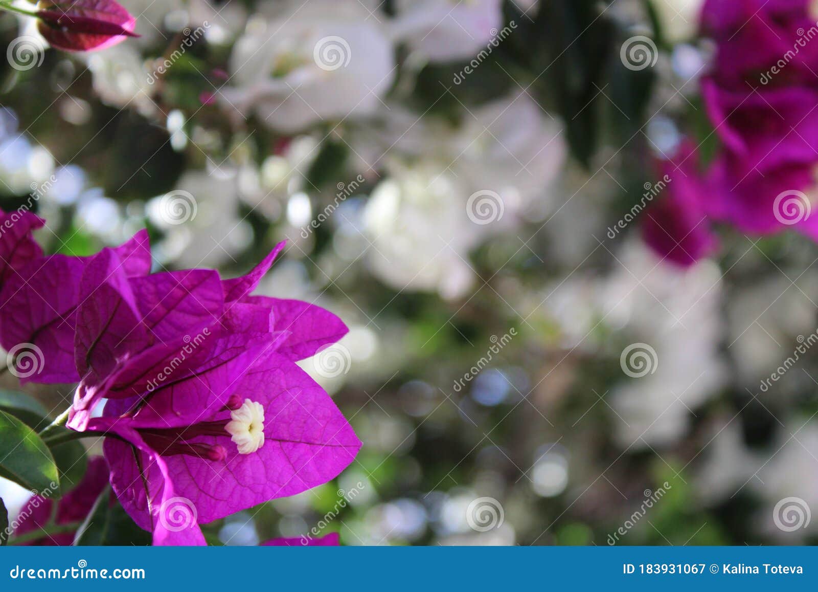 violet bougainvillea, touch of spring