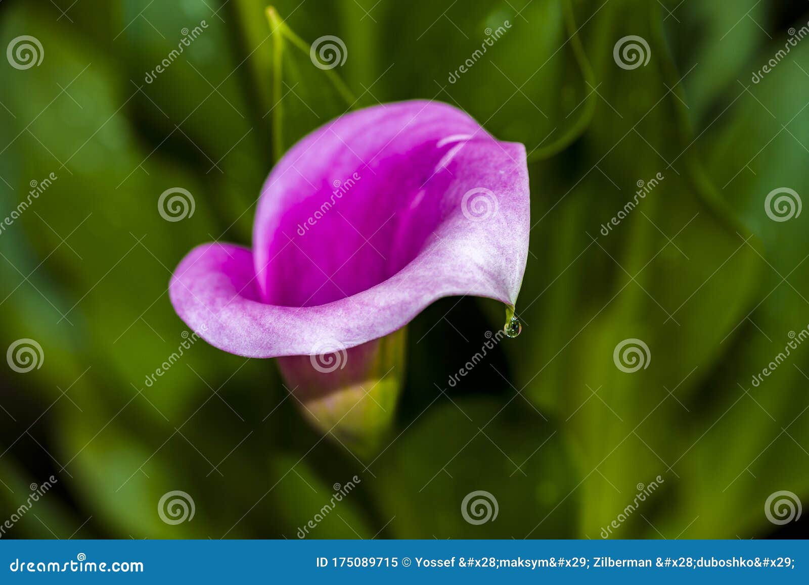 Violet Calla Lily with a Droplet on the Tip Stock Image - Image of ...