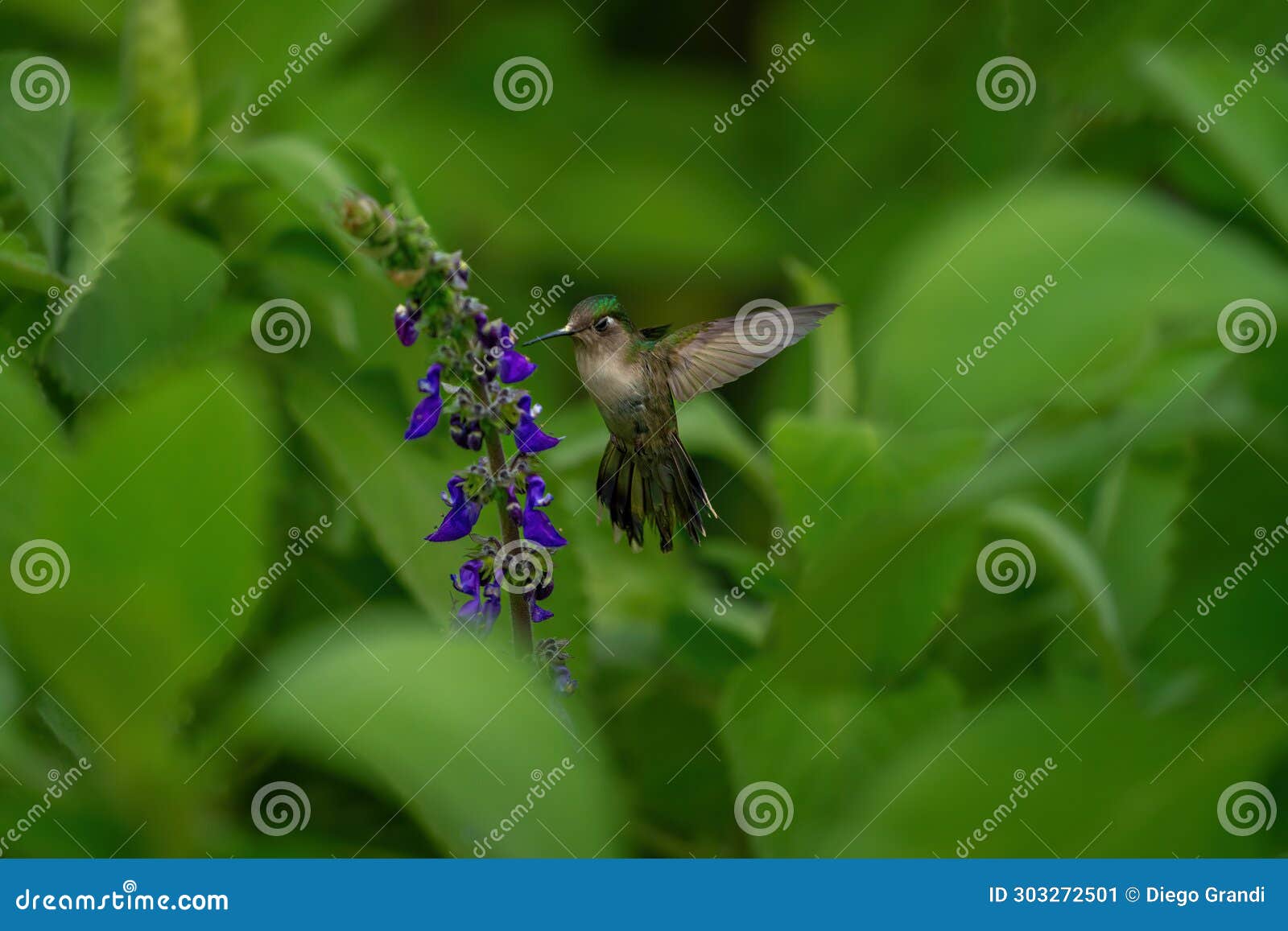 violet-capped woodnymph - female hummingbird