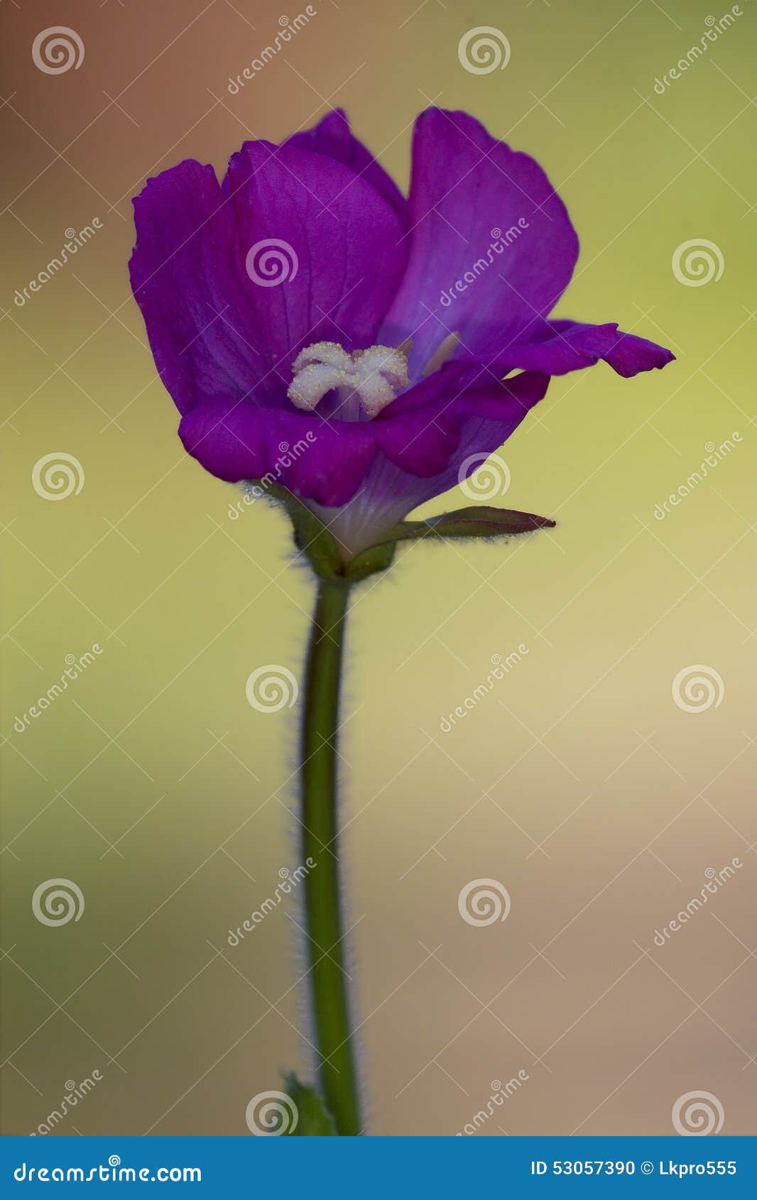 violet carnation in the colors