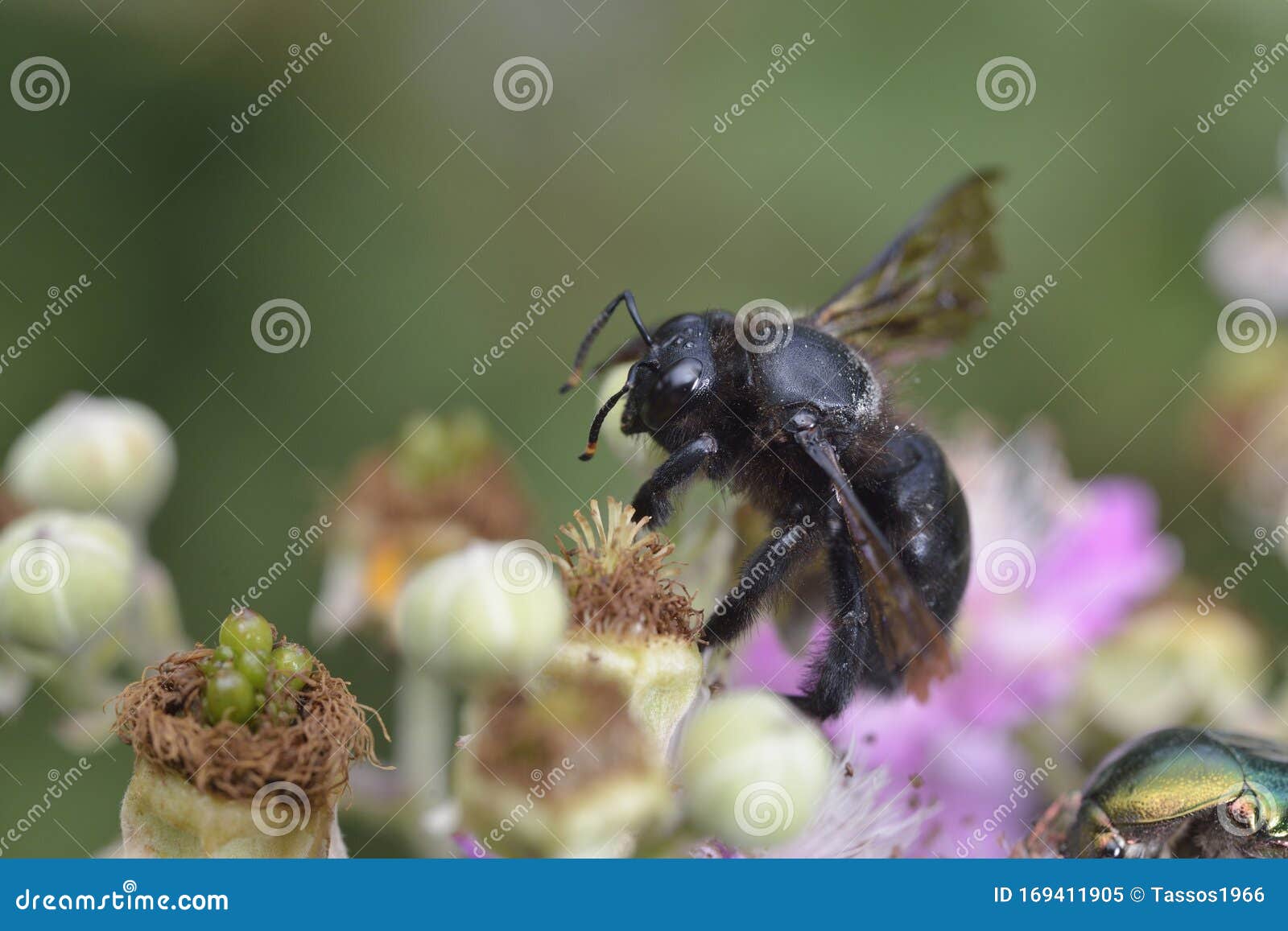Violet Carpenter Bee, Greece Stock Image Image of violet, carpenter