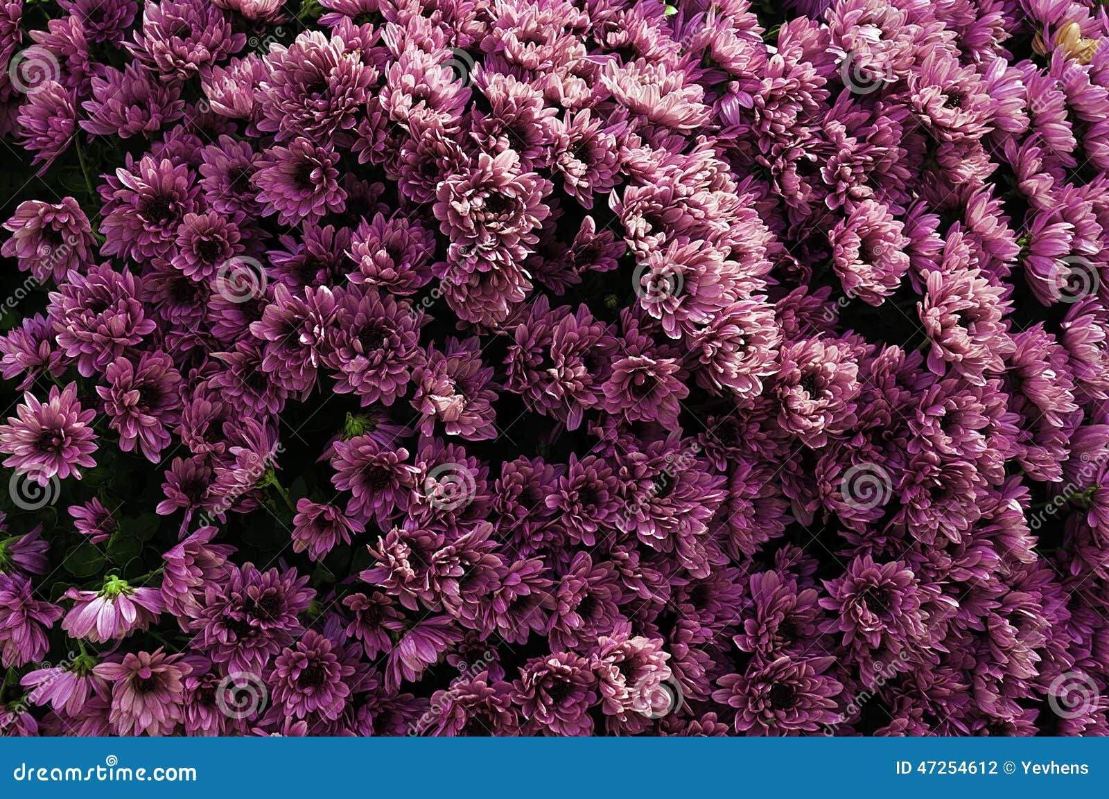 Violet chrysanthemum stock photo. Image of pompous, color 47254612