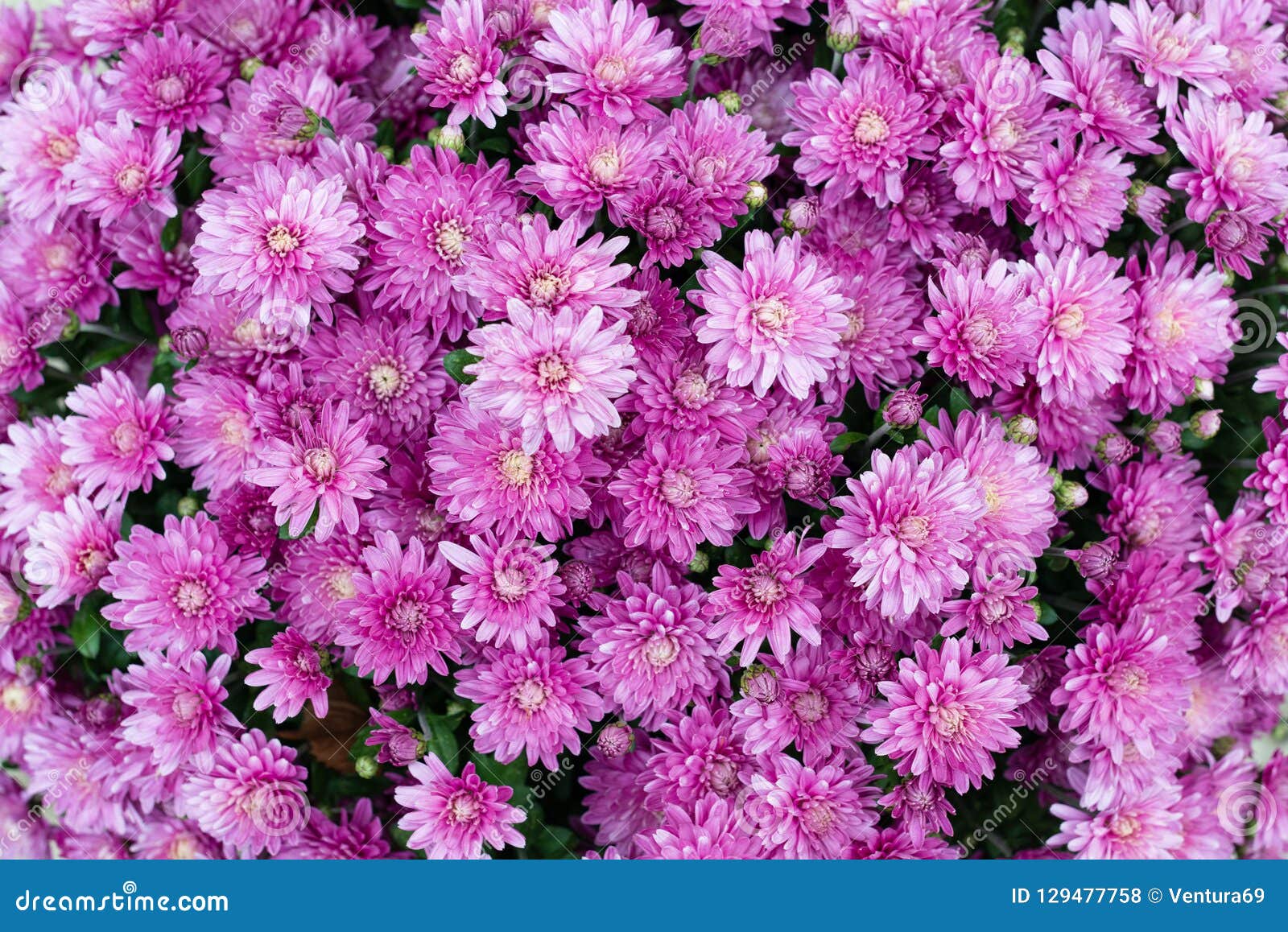 Violet Chrysanthemum Flowers Stock Photo - Image of fresh ...