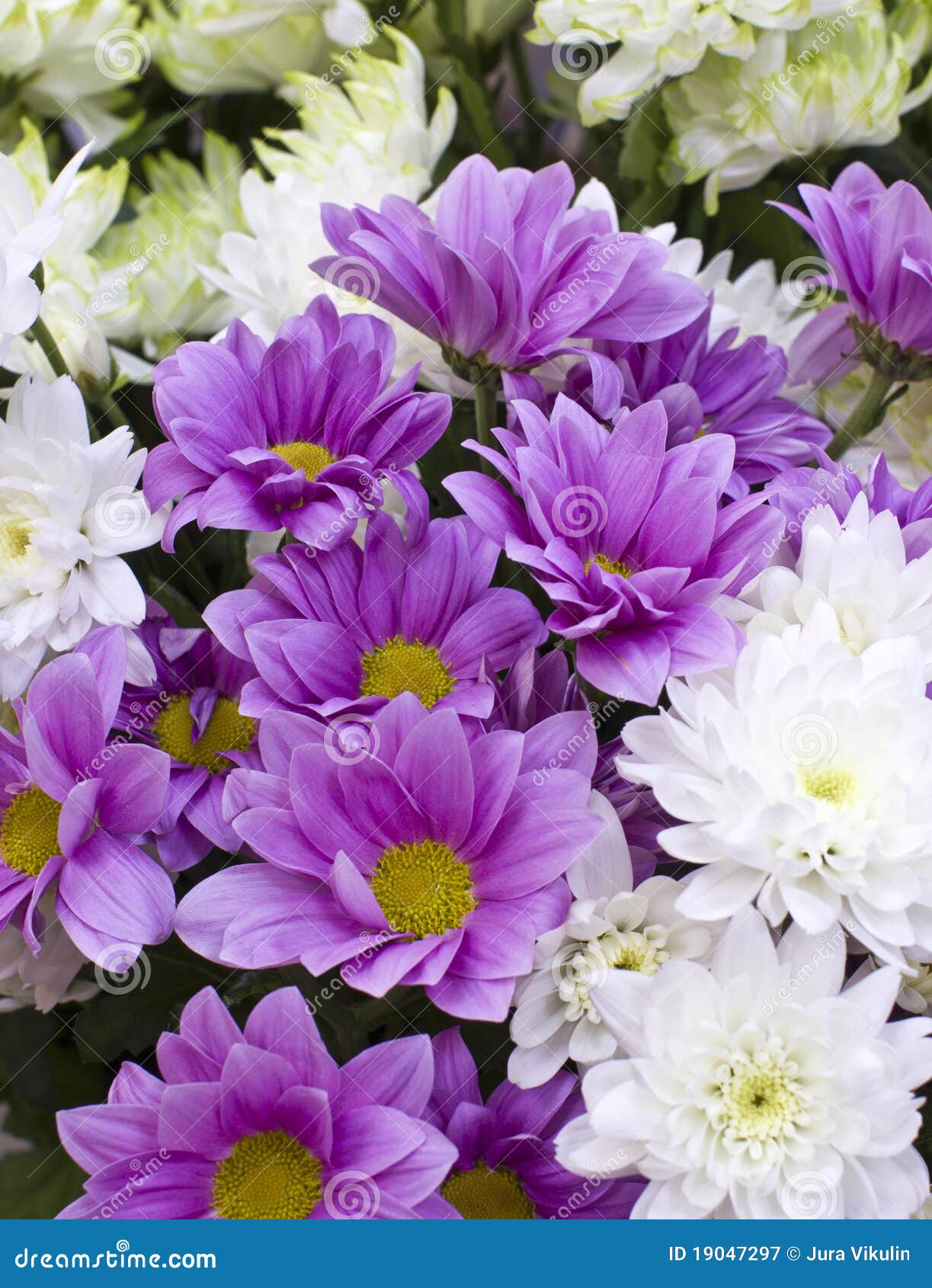 Violet chrysanthemums stock image. Image of background - 19047297