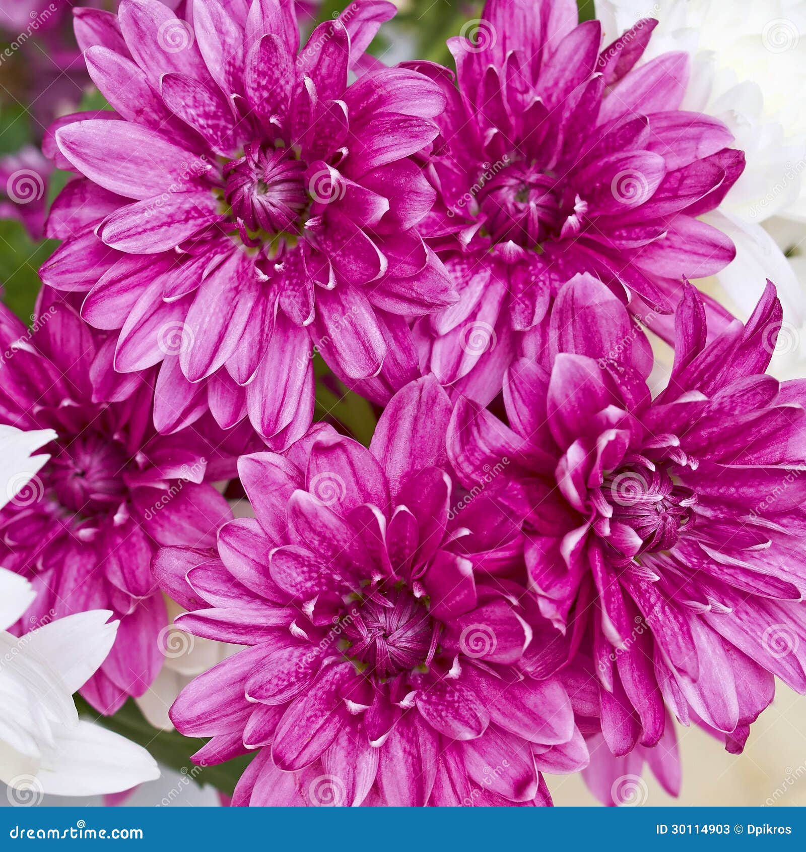 Violet Chrysanthemums Closeup Stock Image - Image of romance, love ...