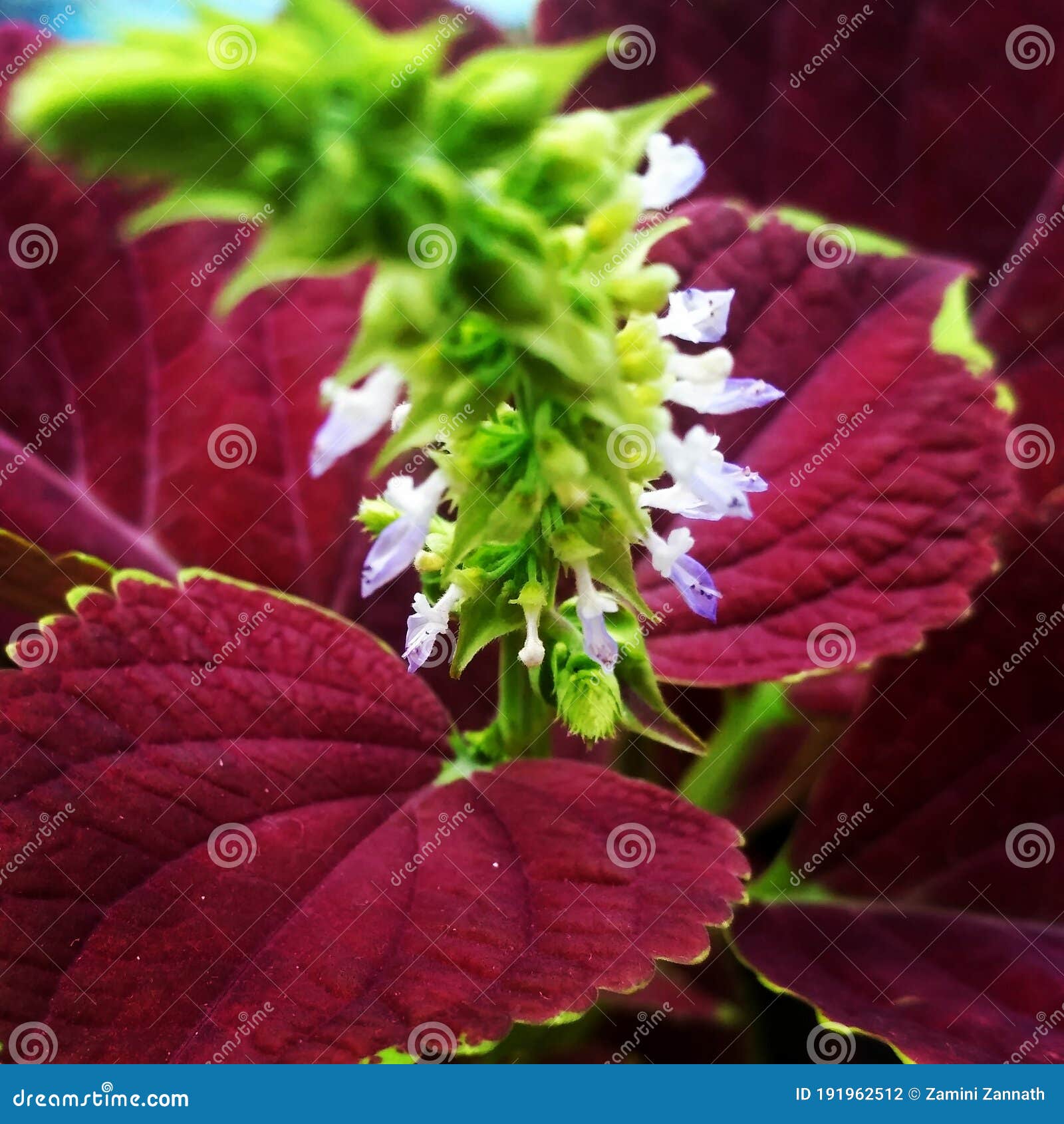 The violet colour flower stock photo. Image of colour - 191962512