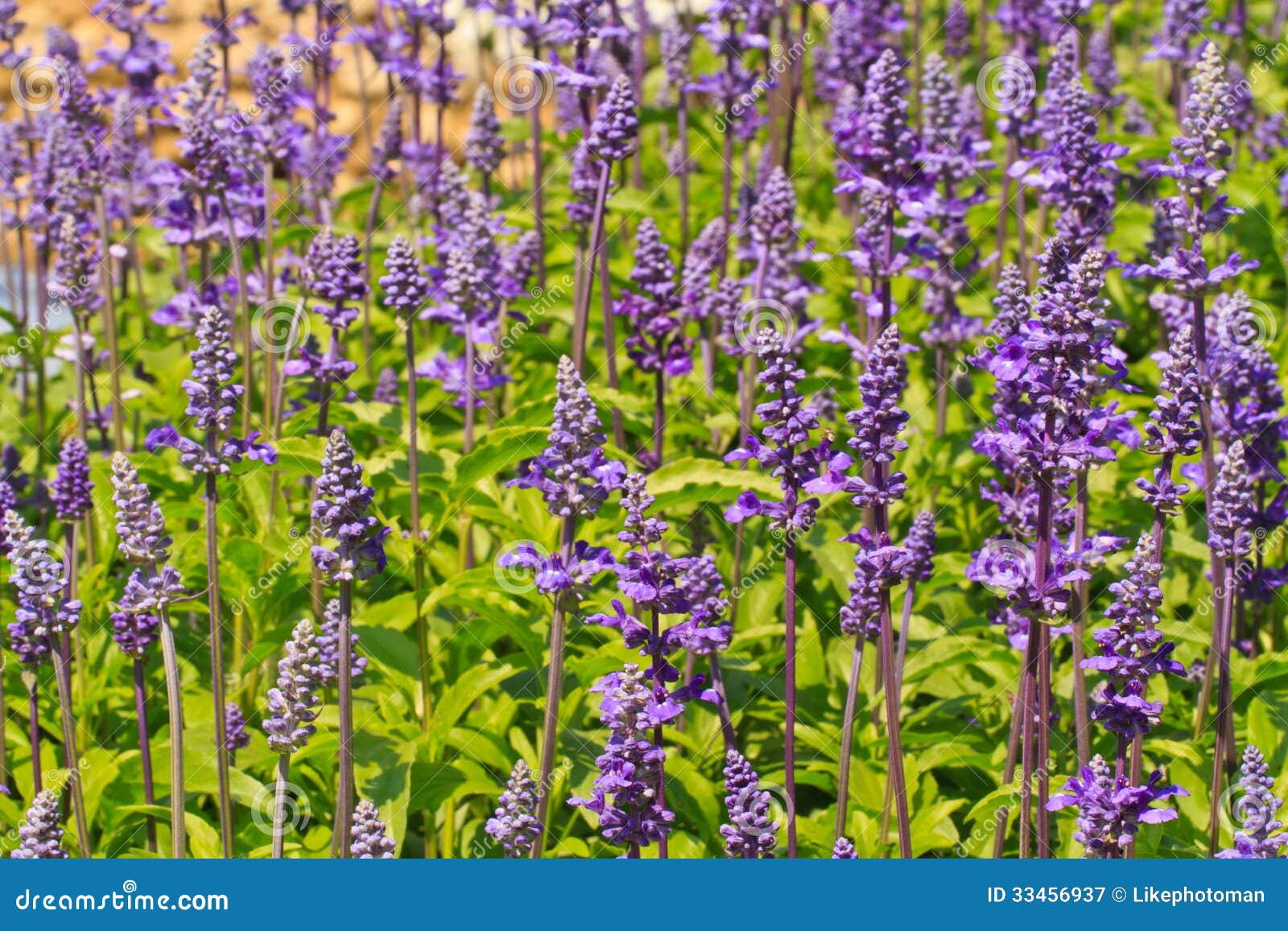 Violet colour flower stock image. Image of background - 33456937