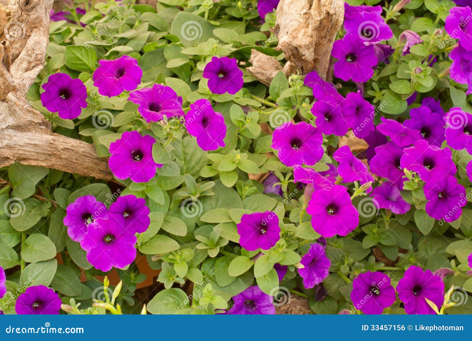 Violet colour flower stock photo. Image of beautiful - 33457156