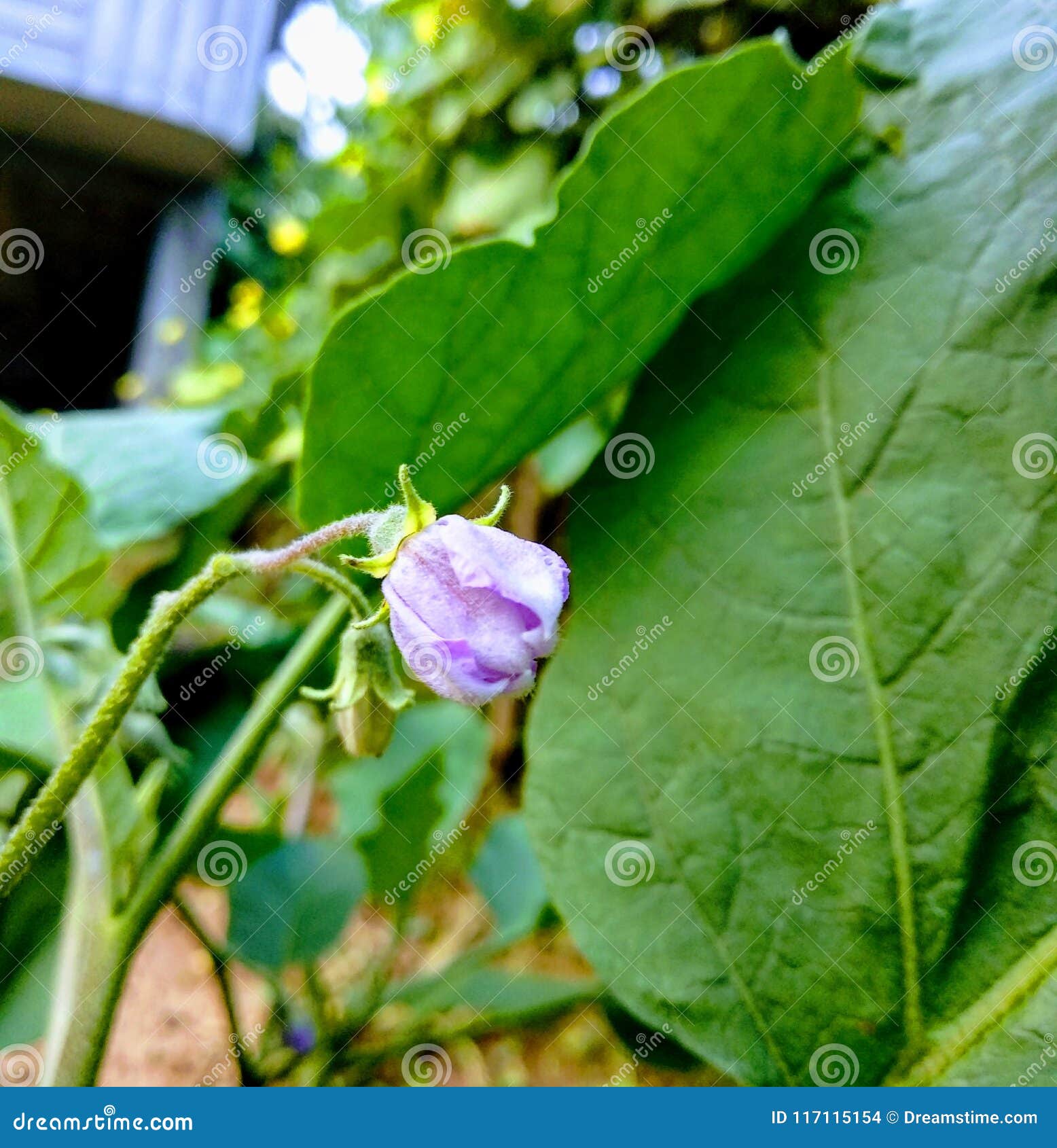 violet colour flower of vagetabl
