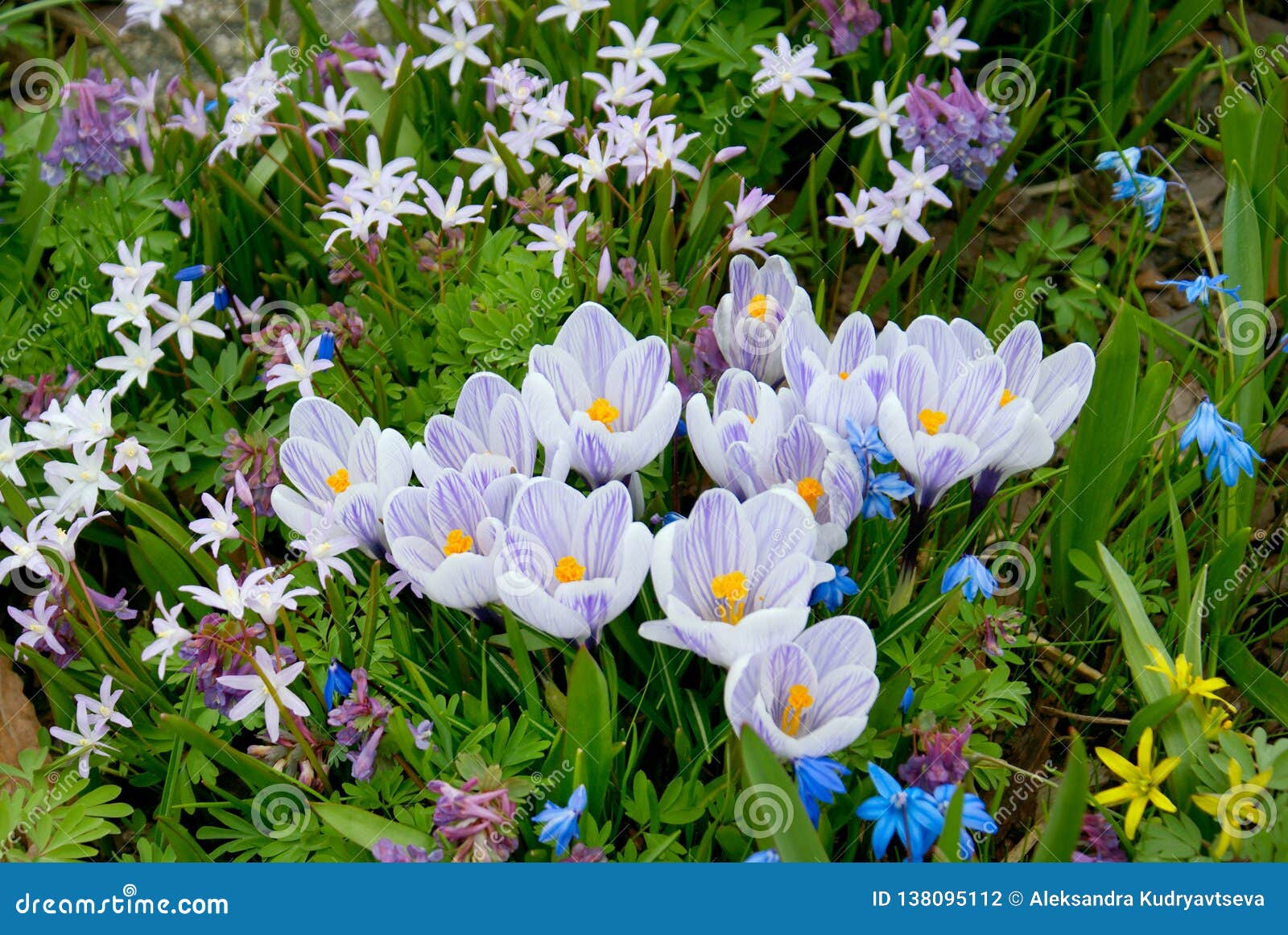 Violet Crocus Flowers Field Stock Photo Image of green, background