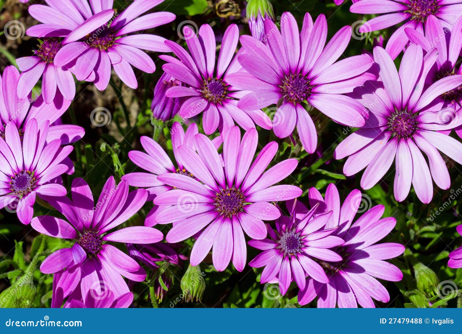 Violet daisies blossom stock photo. Image of greens, blossom 27479488