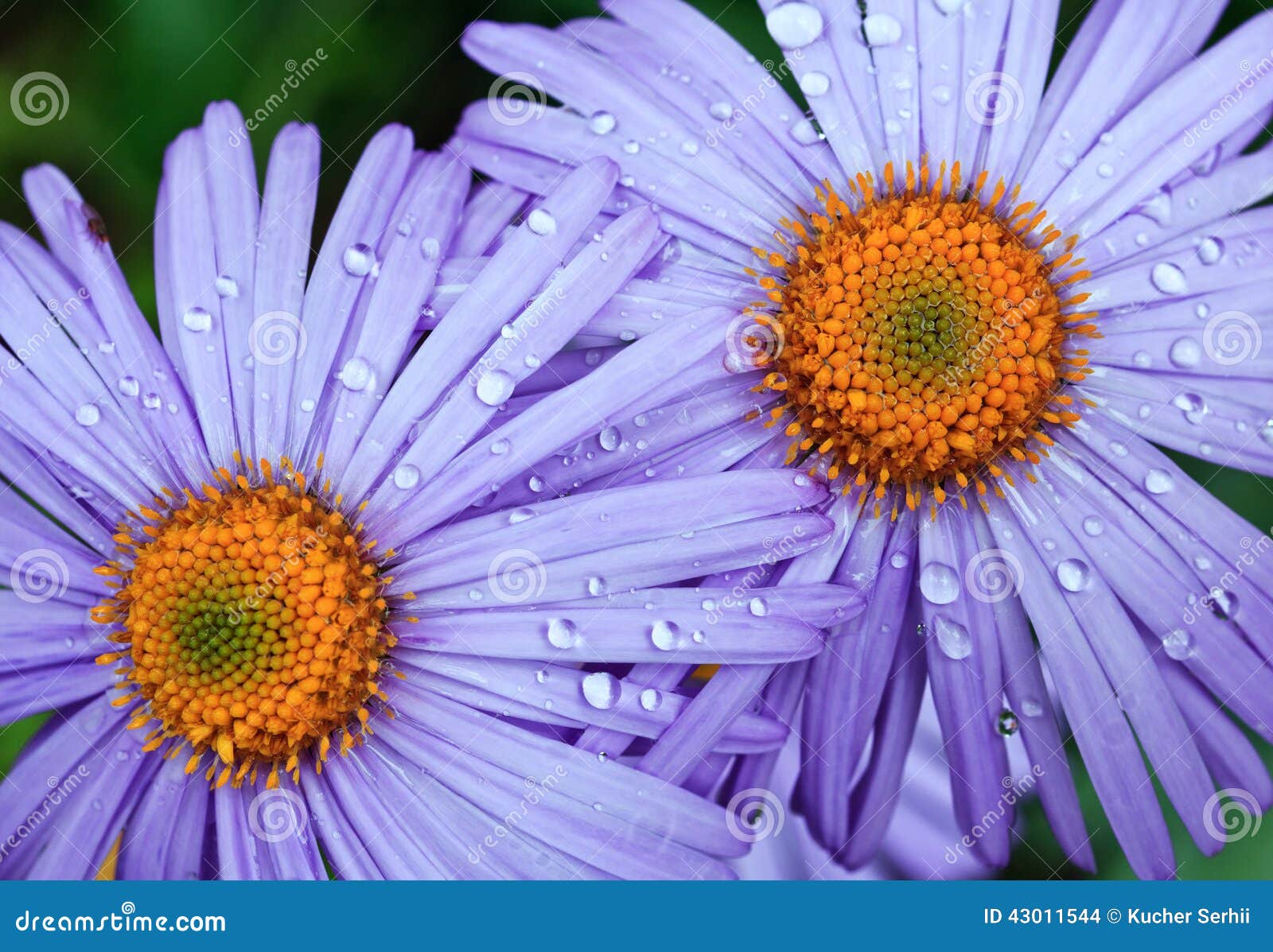 Violet daisies in garden stock photo. Image of horizontal 43011544