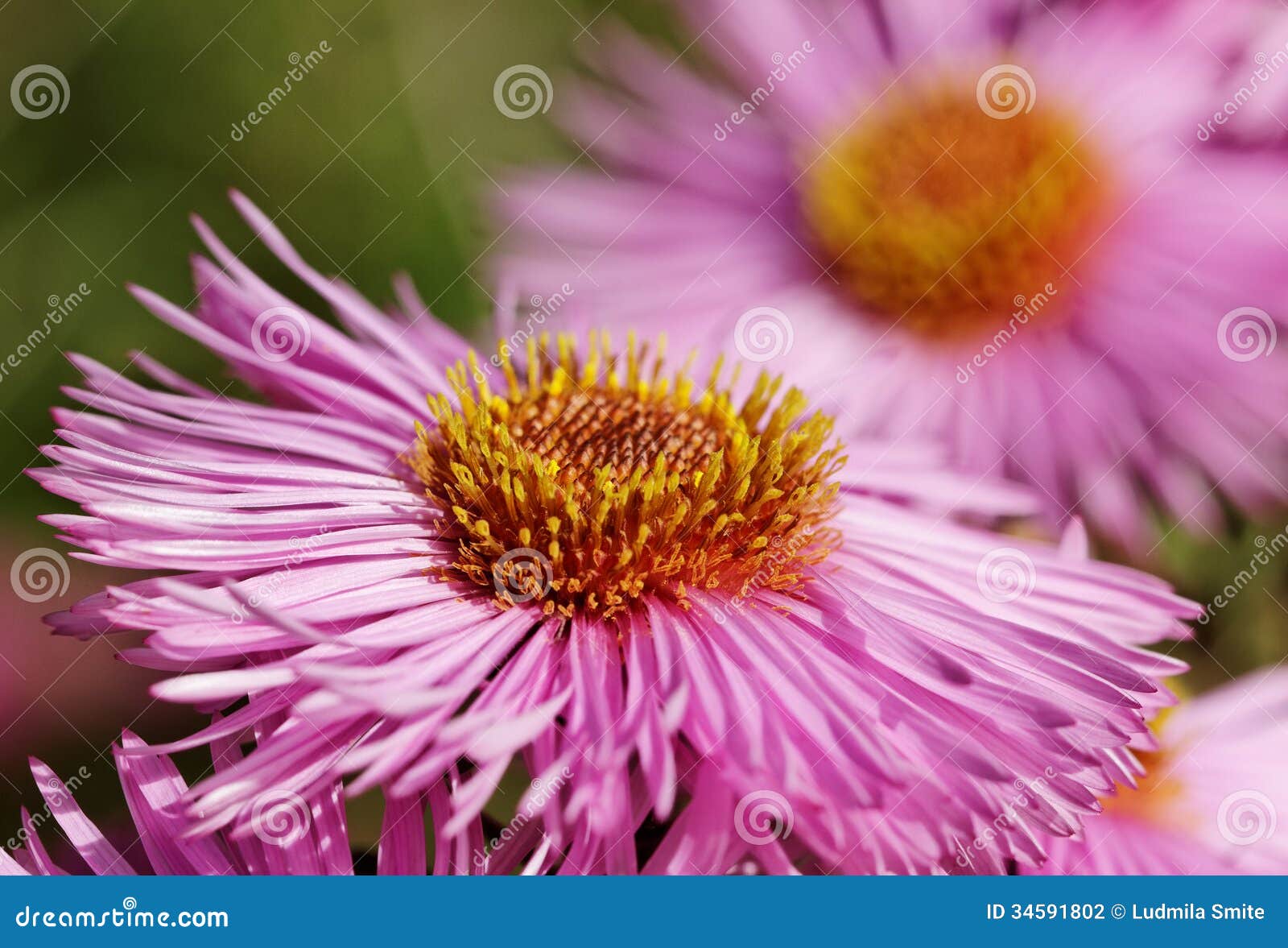 Violet daisies. stock photo. Image of horizontal, botanical 34591802