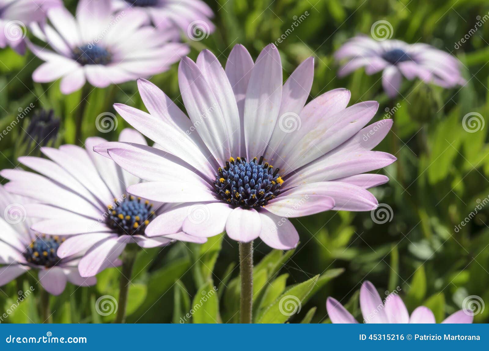Violet Daisies stock photo. Image of season, botany, isolated 45315216