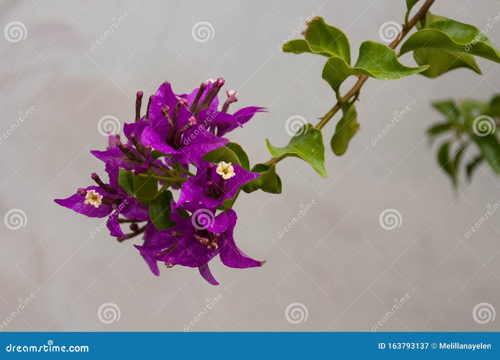 Violet De Bougainvillier Au Pistil Jaune Image stock - Image du pistils,  violette: 163793137