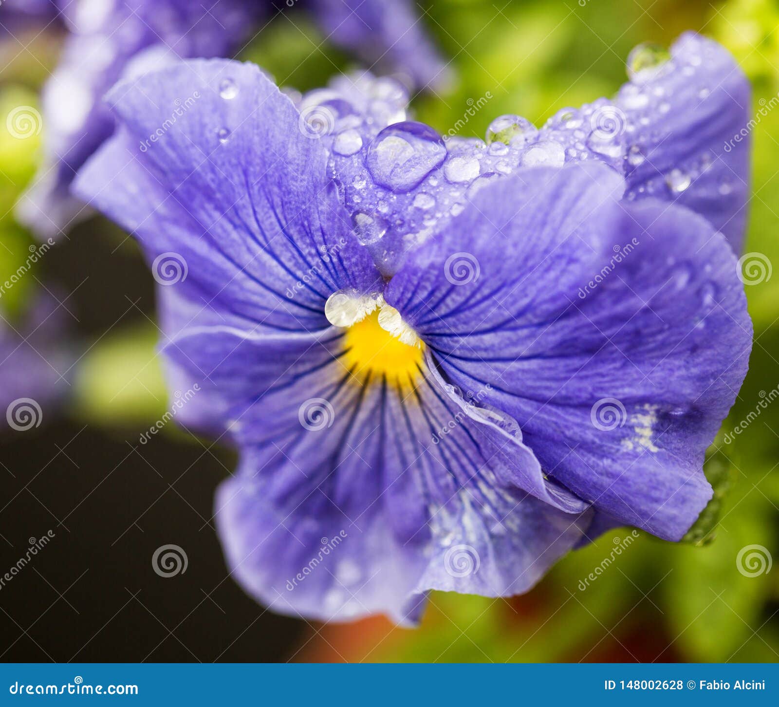 Violet with drops of water stock photo. Image of flora 148002628