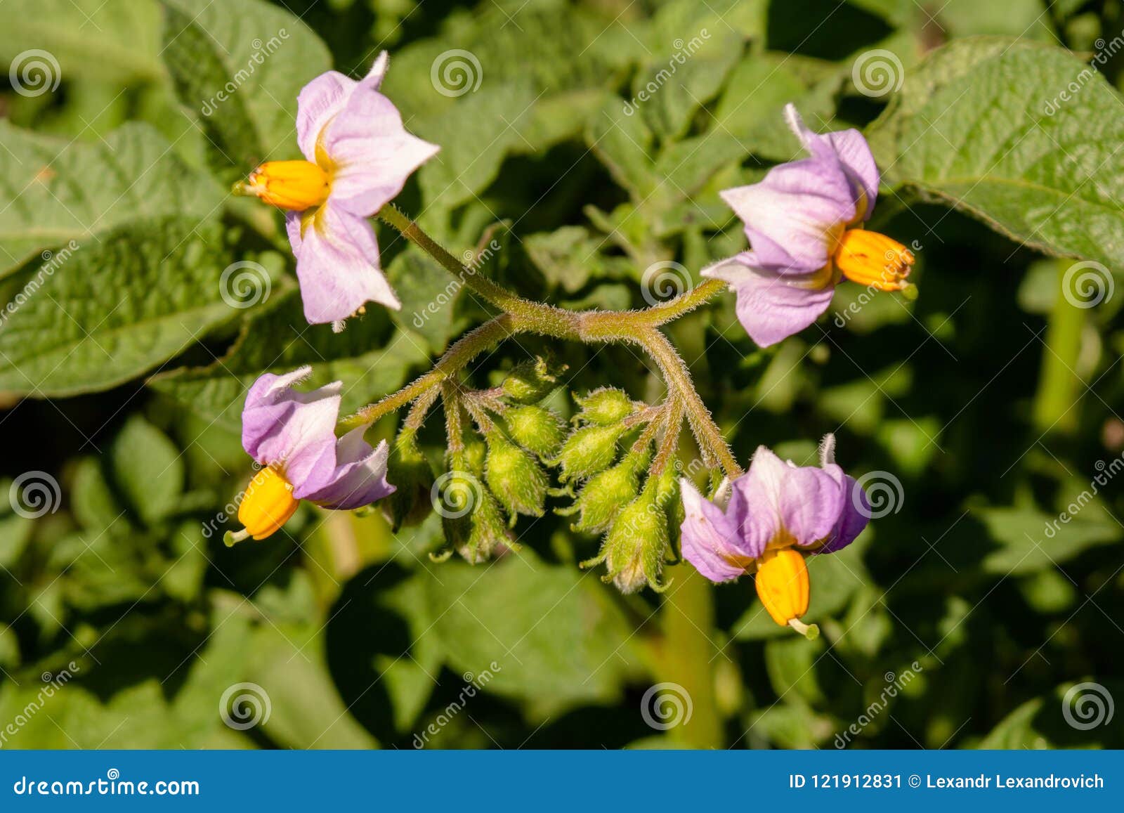 violet faded flower of blooming potato in the garden