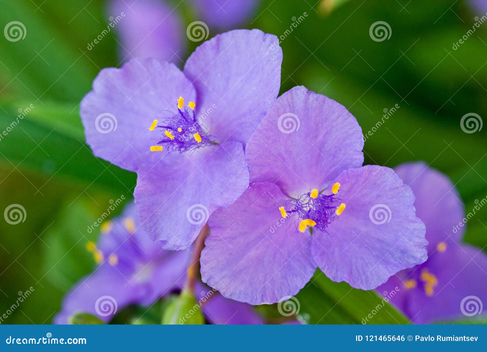 violet flower bright and fresh shot close-up