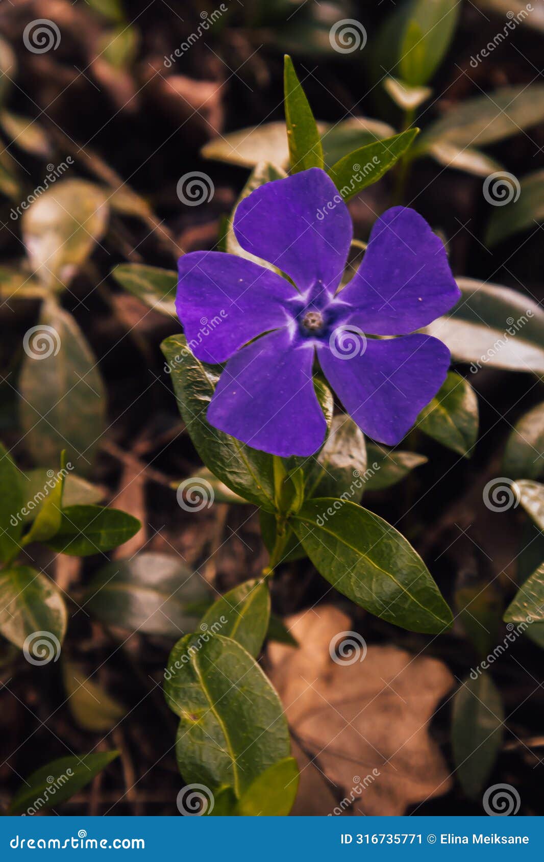 a violet flower decorates the forest edge