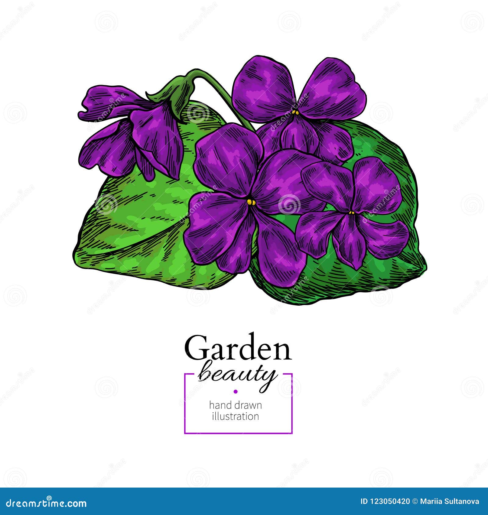 Violet Flower Drawing. Vector Hand Drawn Floral Bouquet. Viola Nature ...