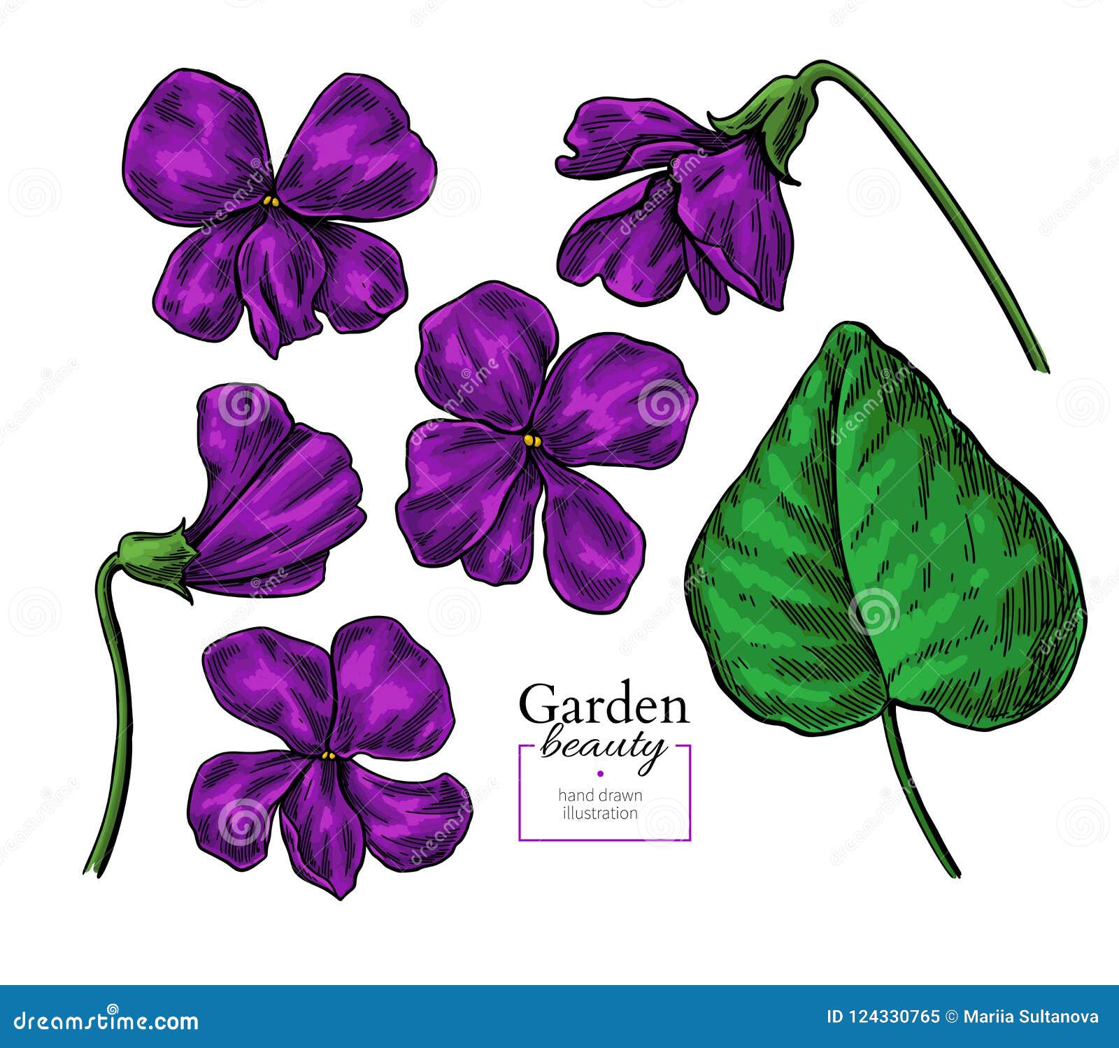 Violet Flower Drawing. Vector Hand Drawn Floral Set. Viola Sketch Stock  Vector - Illustration of black, outline: 124330765