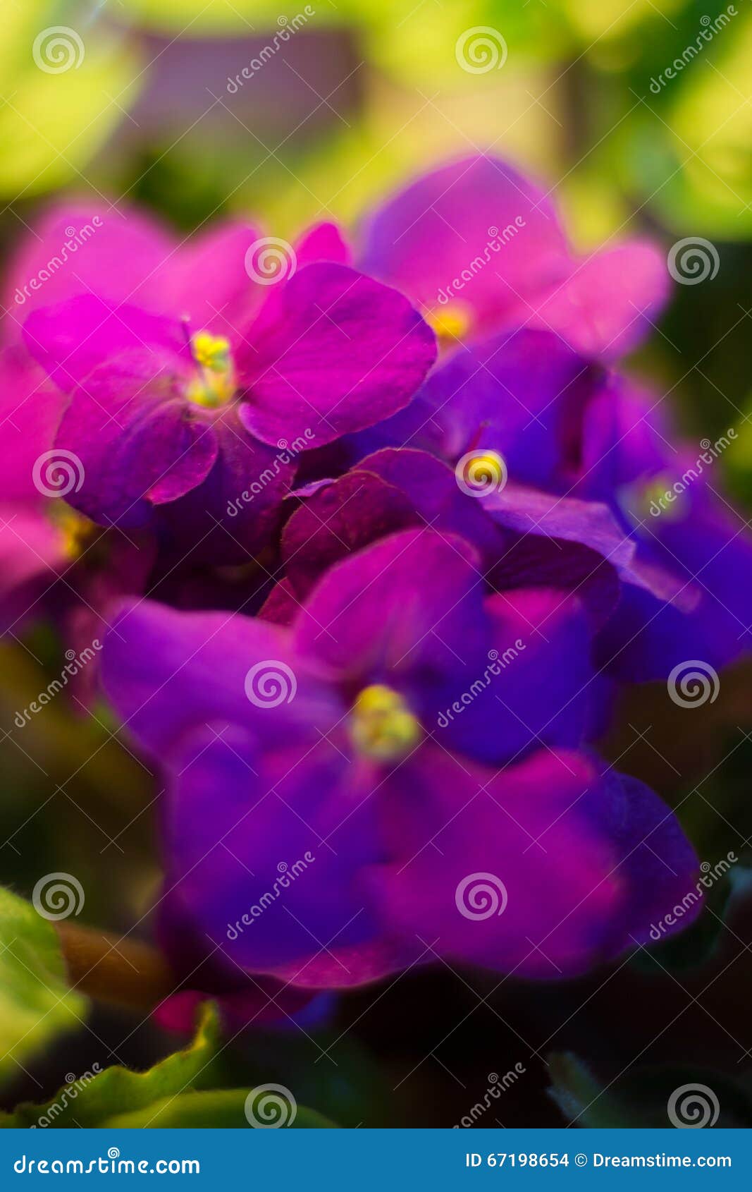 violet, flower, flowers, naturel, colors, amethyst, beautiful, shades of blue, plants, viola, leaves, bedding plants, ecology, orn