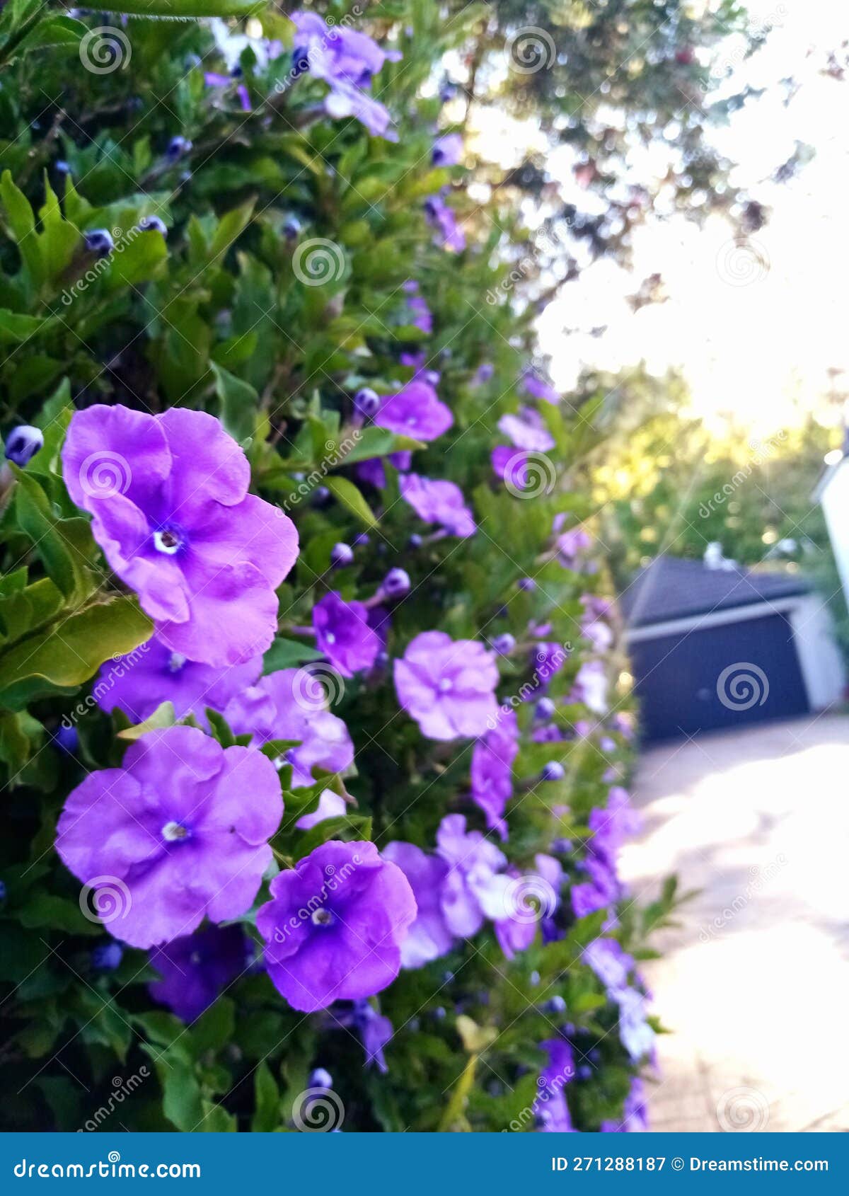 Beautiful Purple Flowers with Morning Sunrise Scene Stock Image - Image ...