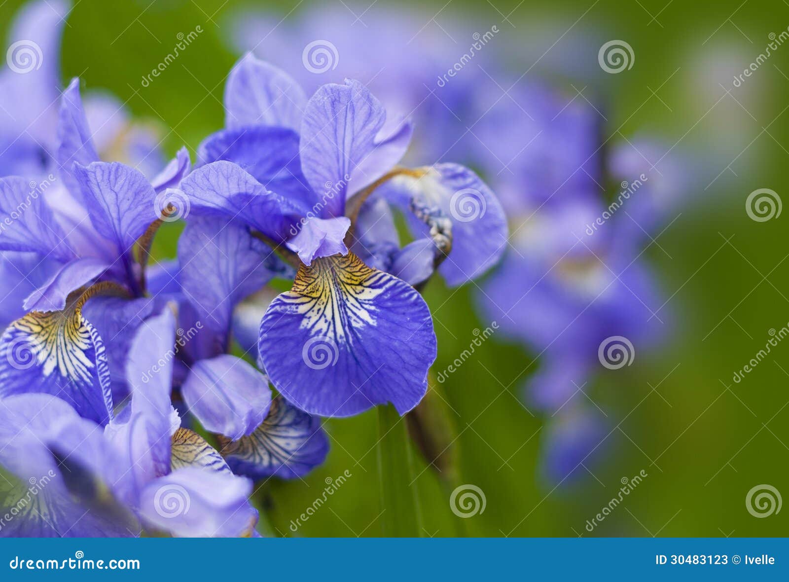 Violet flower iris stock image. Image of floral, closeup 30483123