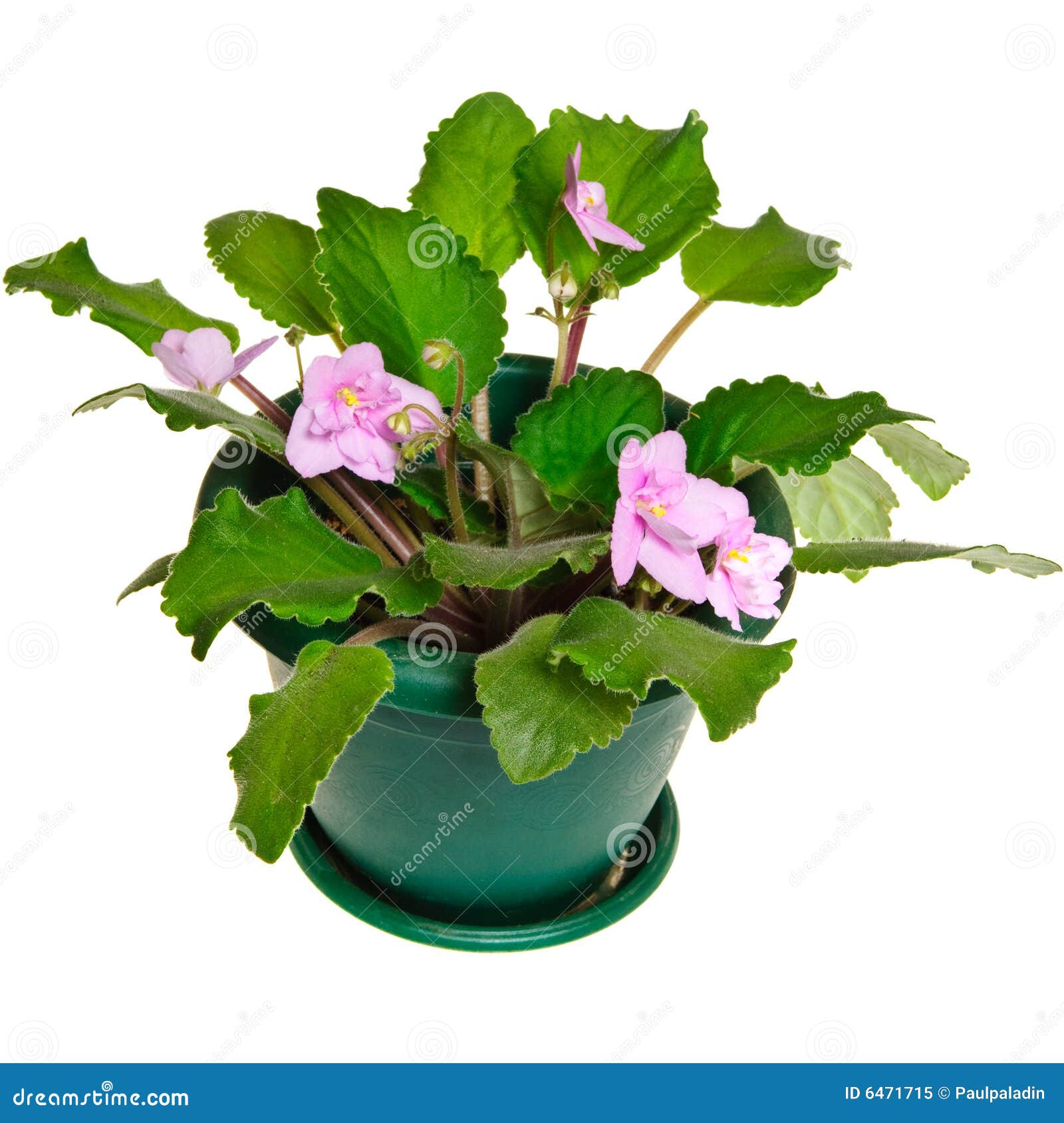 Violet flower in pot stock image. Image of garden, botany 6471715