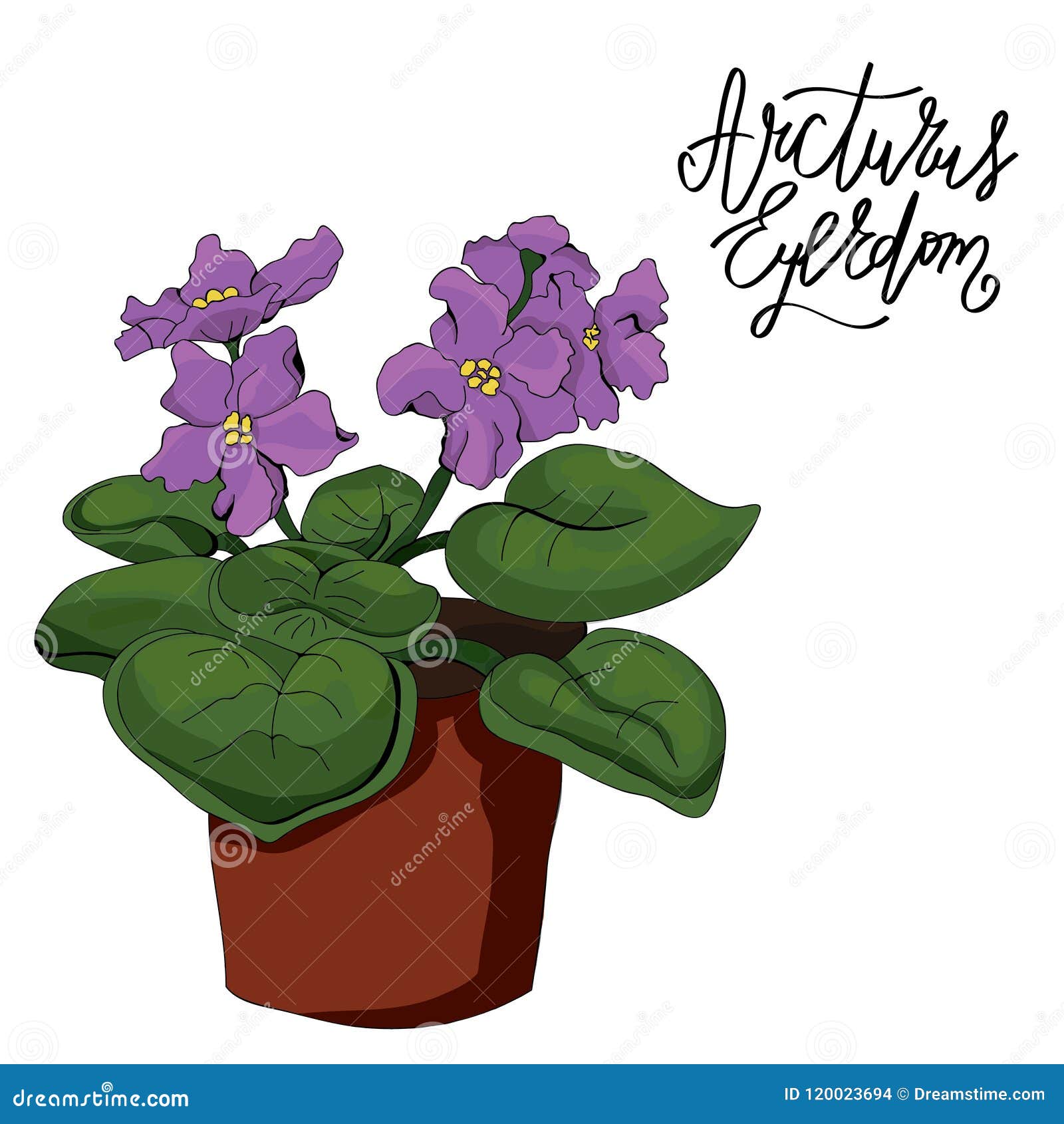 Violet flower in a pot stock illustration. Illustration of potted -  120023694