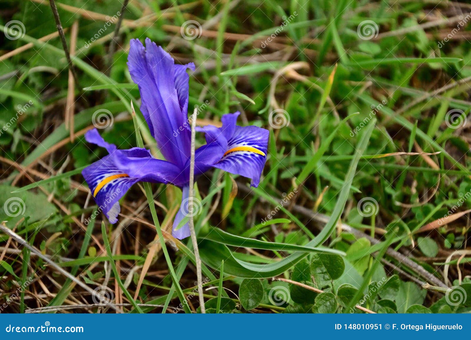 violet flower in spring, flor violeta en campo primavera, spain