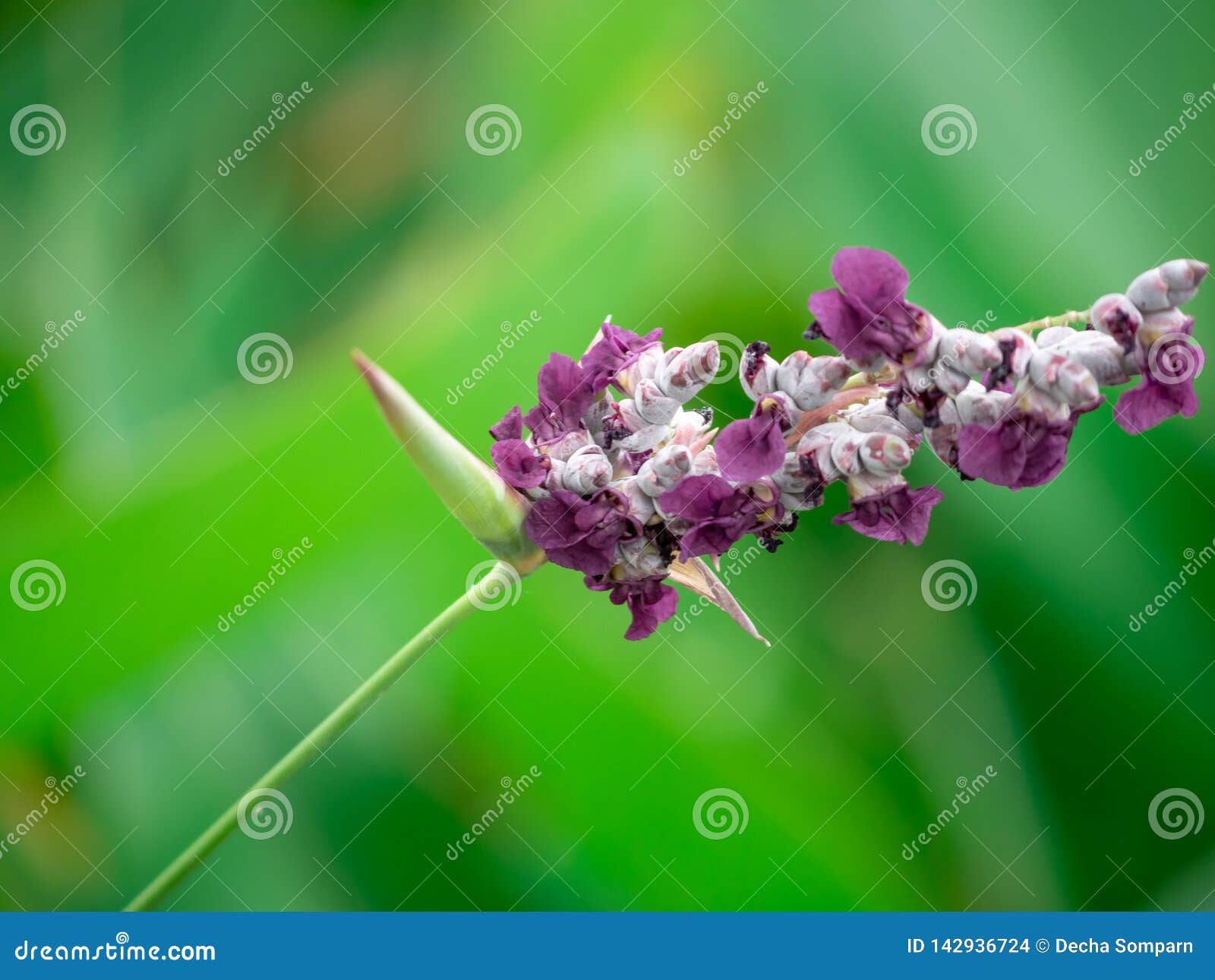 violet tree wallpaper violet tree wallpaper