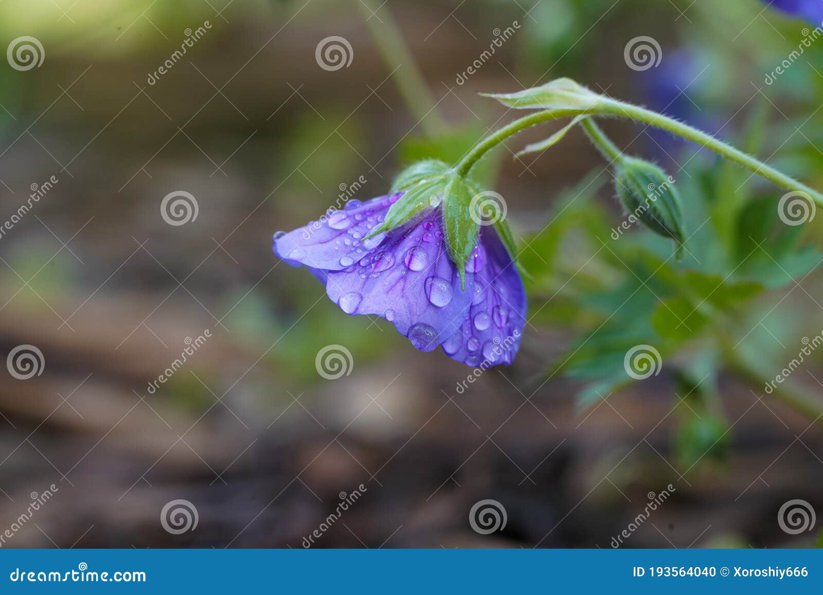 Violet Flower with Water Drops Stock Photo Image of water, nature 193564040