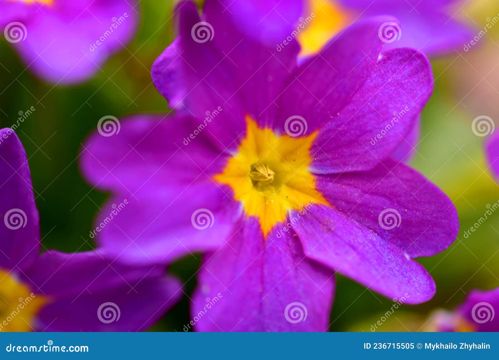 Viola Declinata Is An Alpine Perennial Plant Of The Violet Family ...