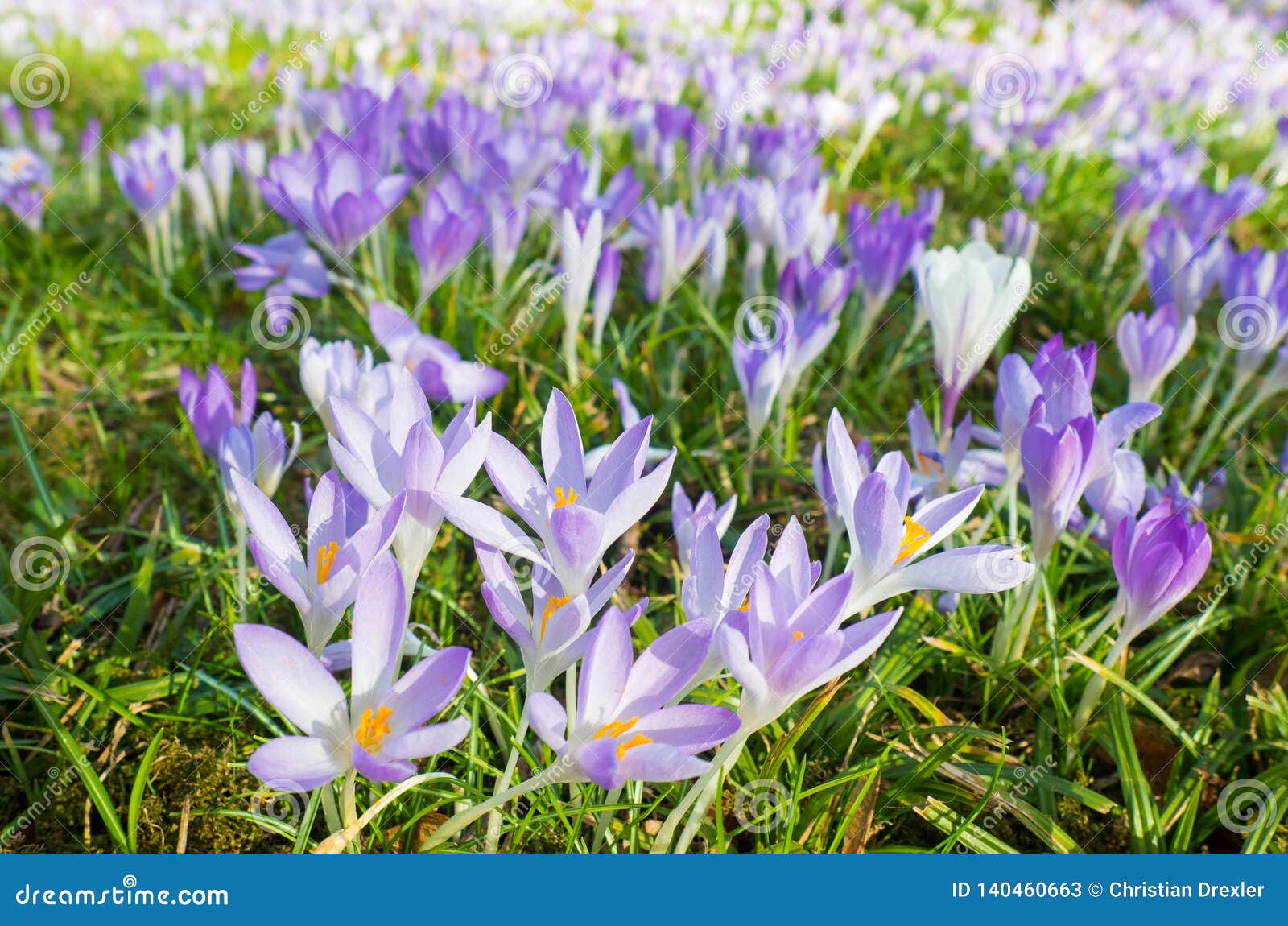 Violet Flowers at the Flora in Cologne, Germany, are the First